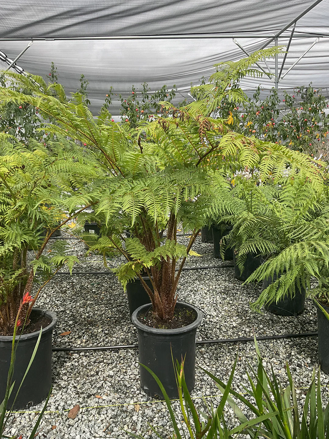 Cyathea (Alsophila) cooperi 'Brentwood'