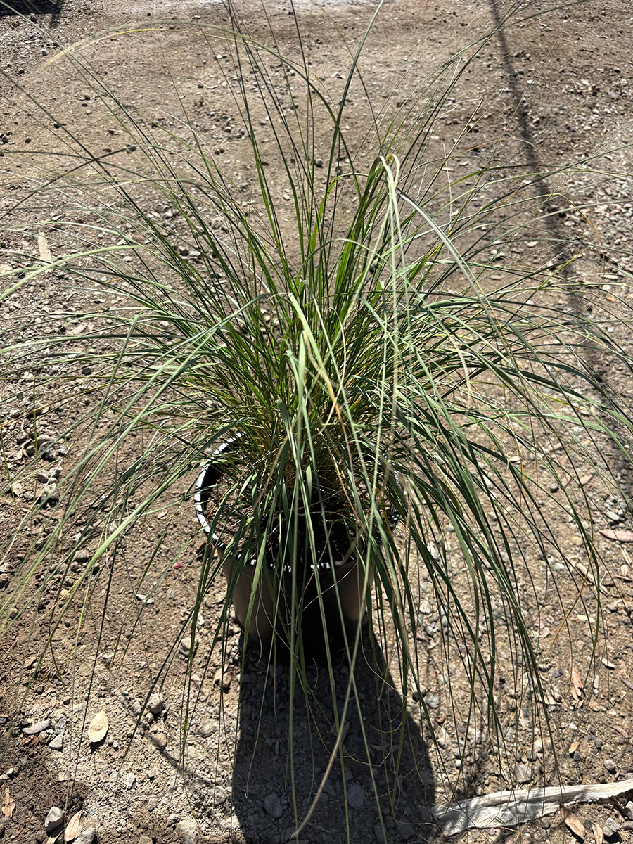 Tall Ornamental Grass for Sale