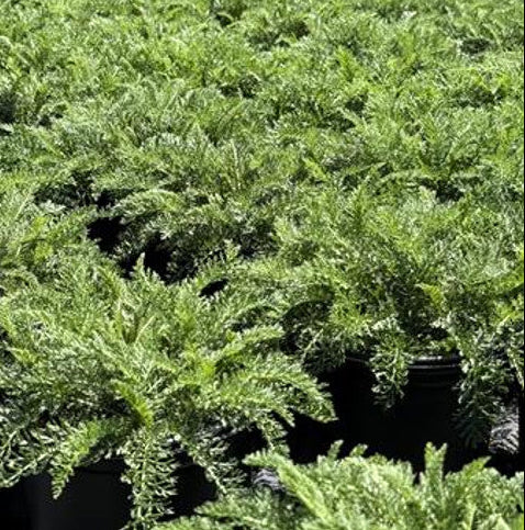 New Vintage Red Yarrow - Achillea millefolium New Vintage Red