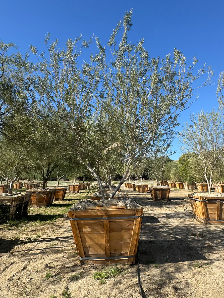 Desert Ironwood Tree - Olneya Tesota