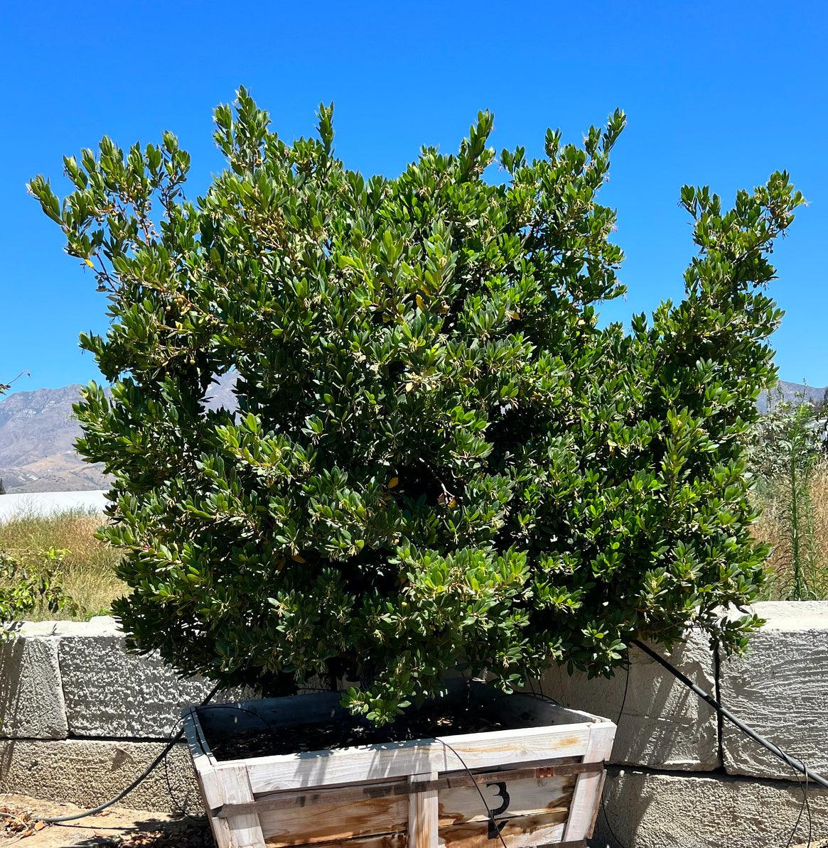 Arbutus Unedo 'Compacta' - Dwarf Strawberry Tree