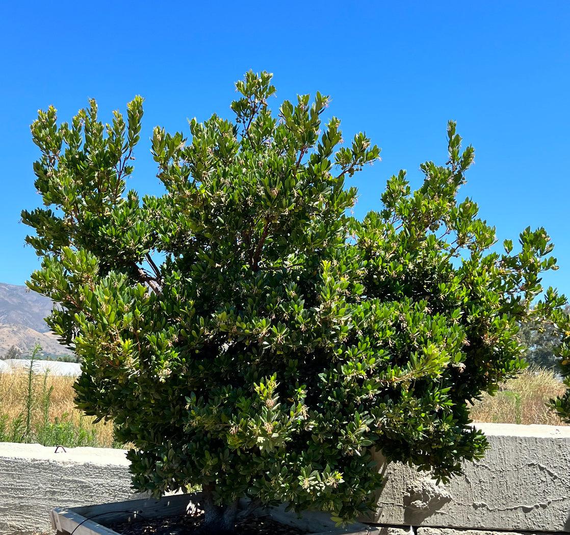 Arbutus Unedo 'Compacta' - Dwarf Strawberry Tree - Image 2