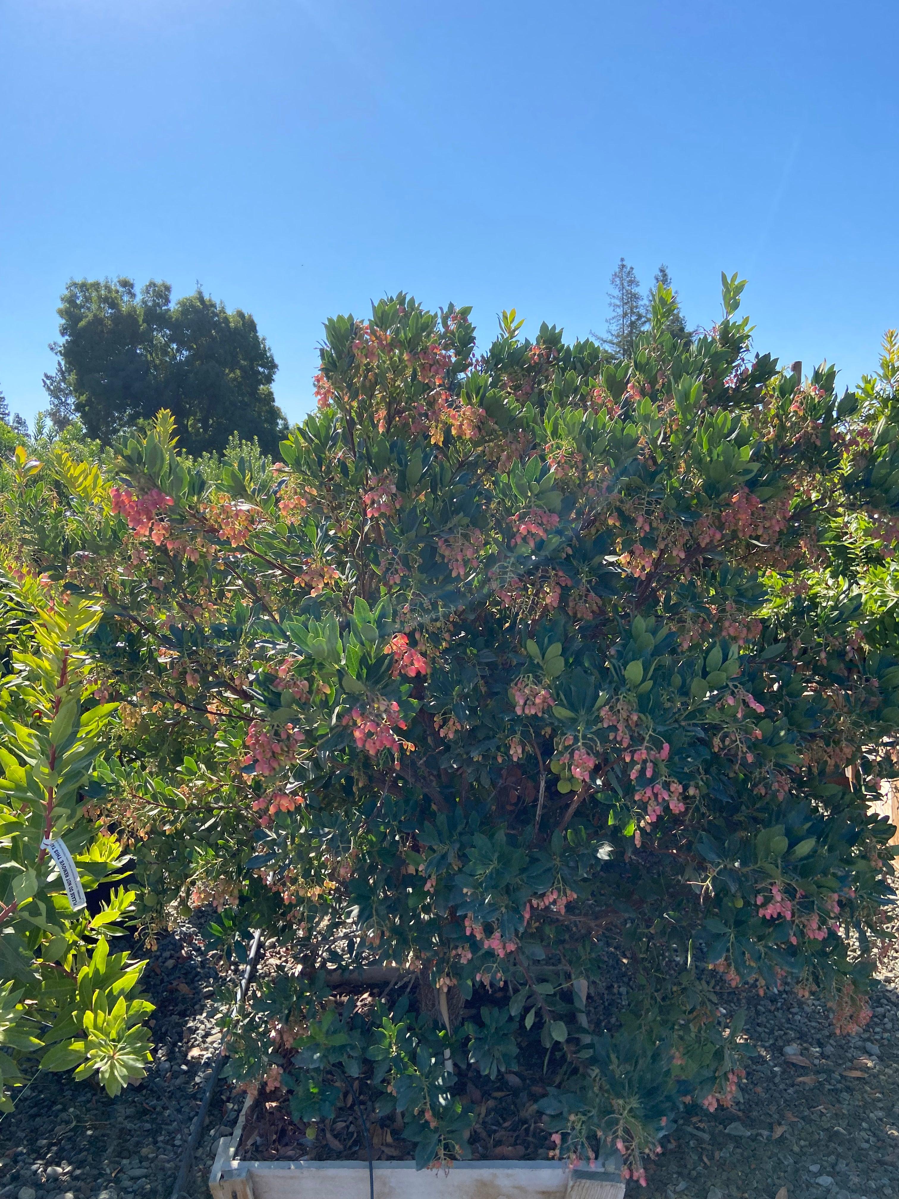 Arbutus Unedo 'Compacta' - Dwarf Strawberry Tree - Image 3