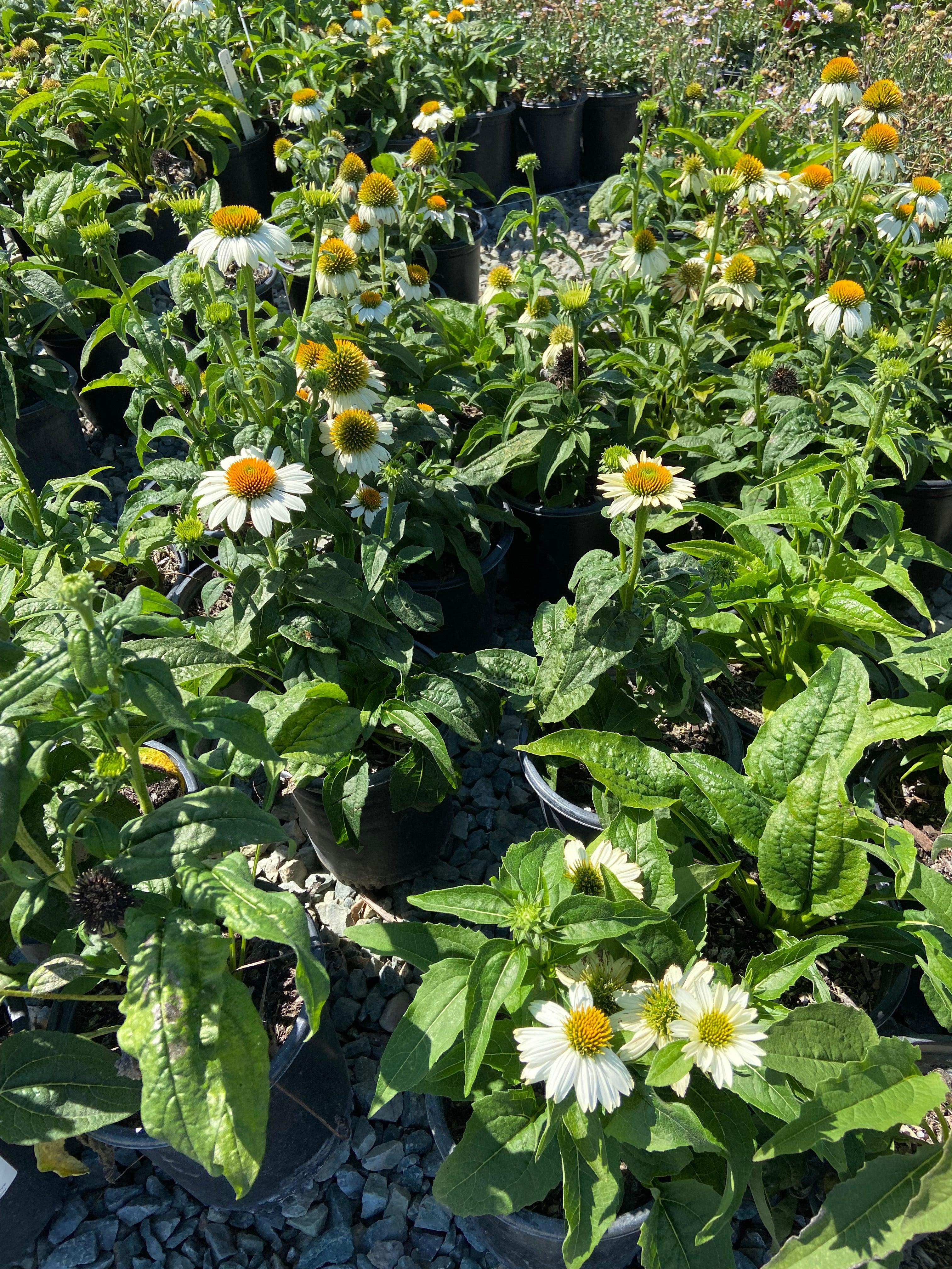 Pow Wow White Echinacea