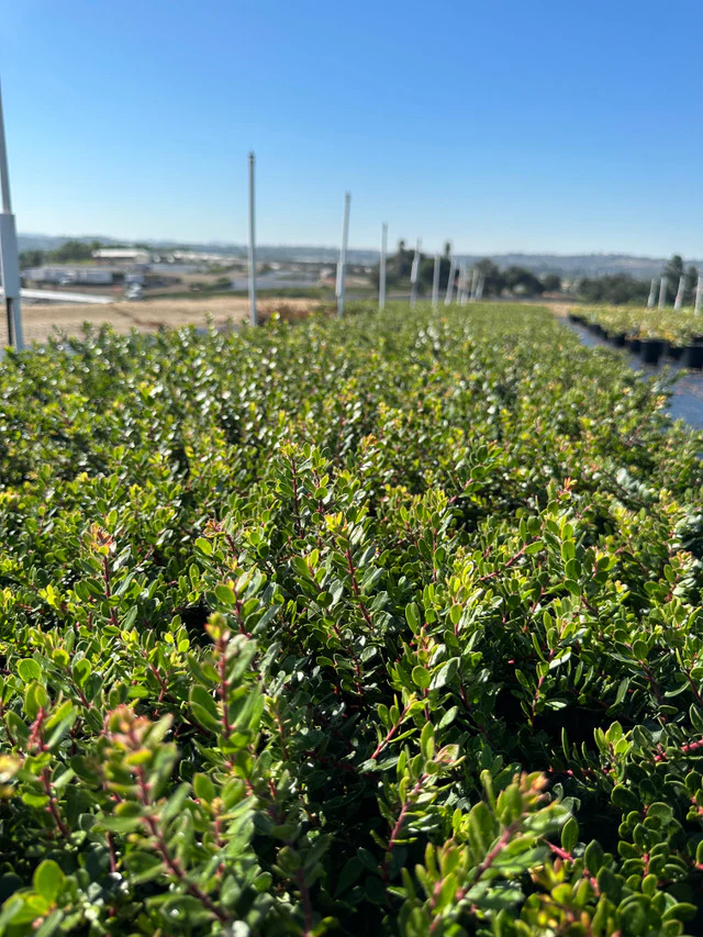 Arctostaphylos Emerald Carpet - Emerald Carpet Manzanita