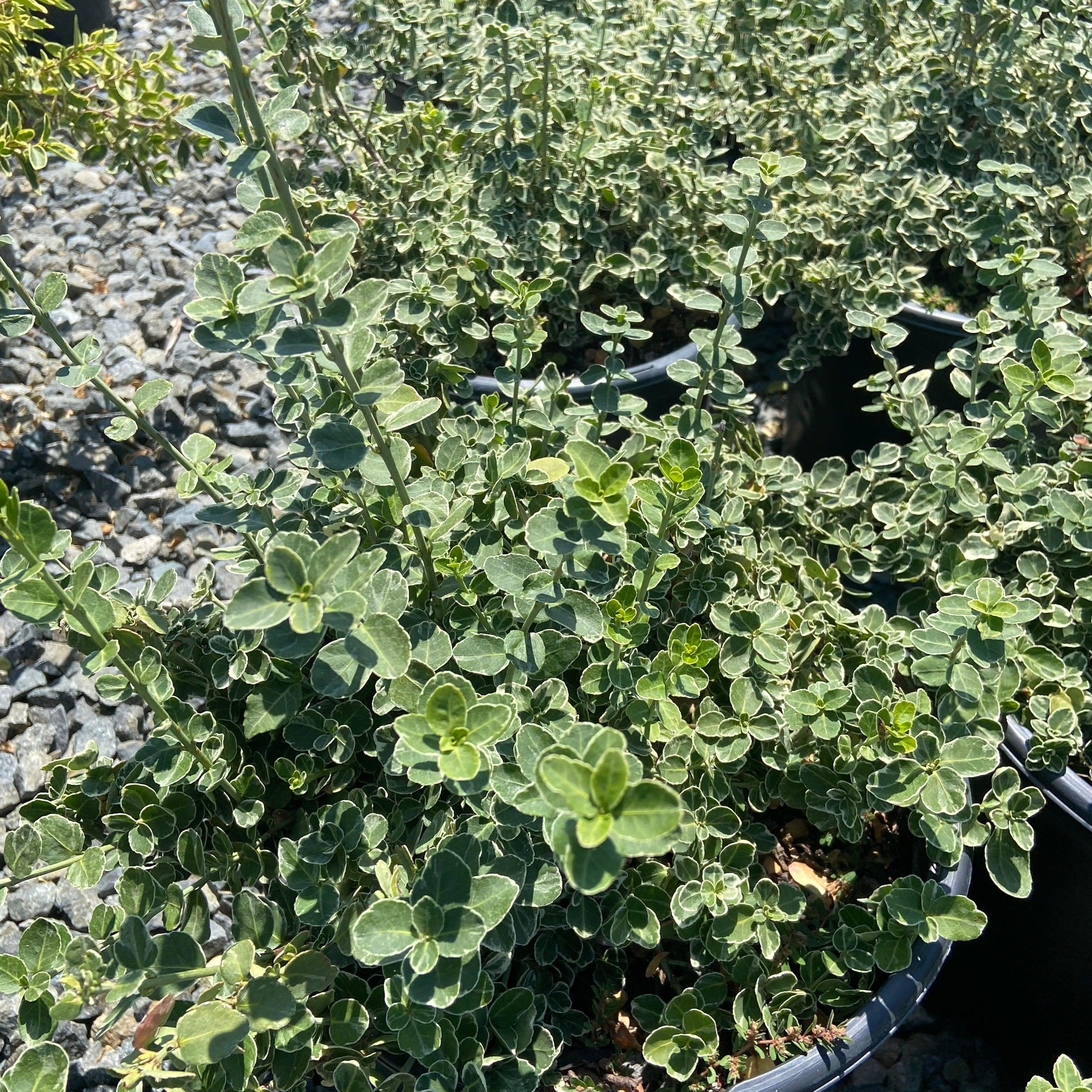 Emerald Gaiety Wintercreeper - Euonymus fortunei 'Emerald Gaiety