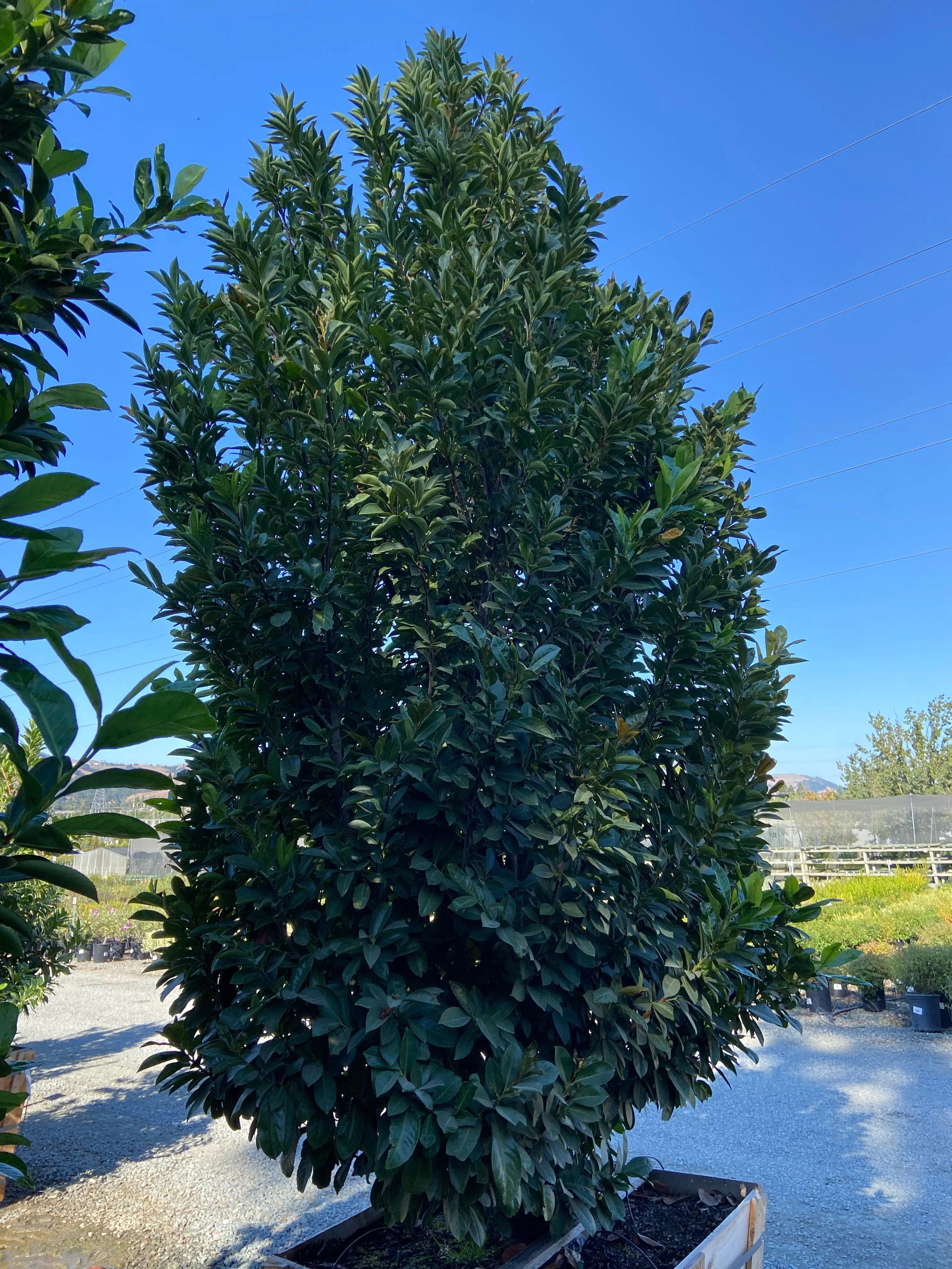 English Laurel - Prunus Laurocerasus - Image 4