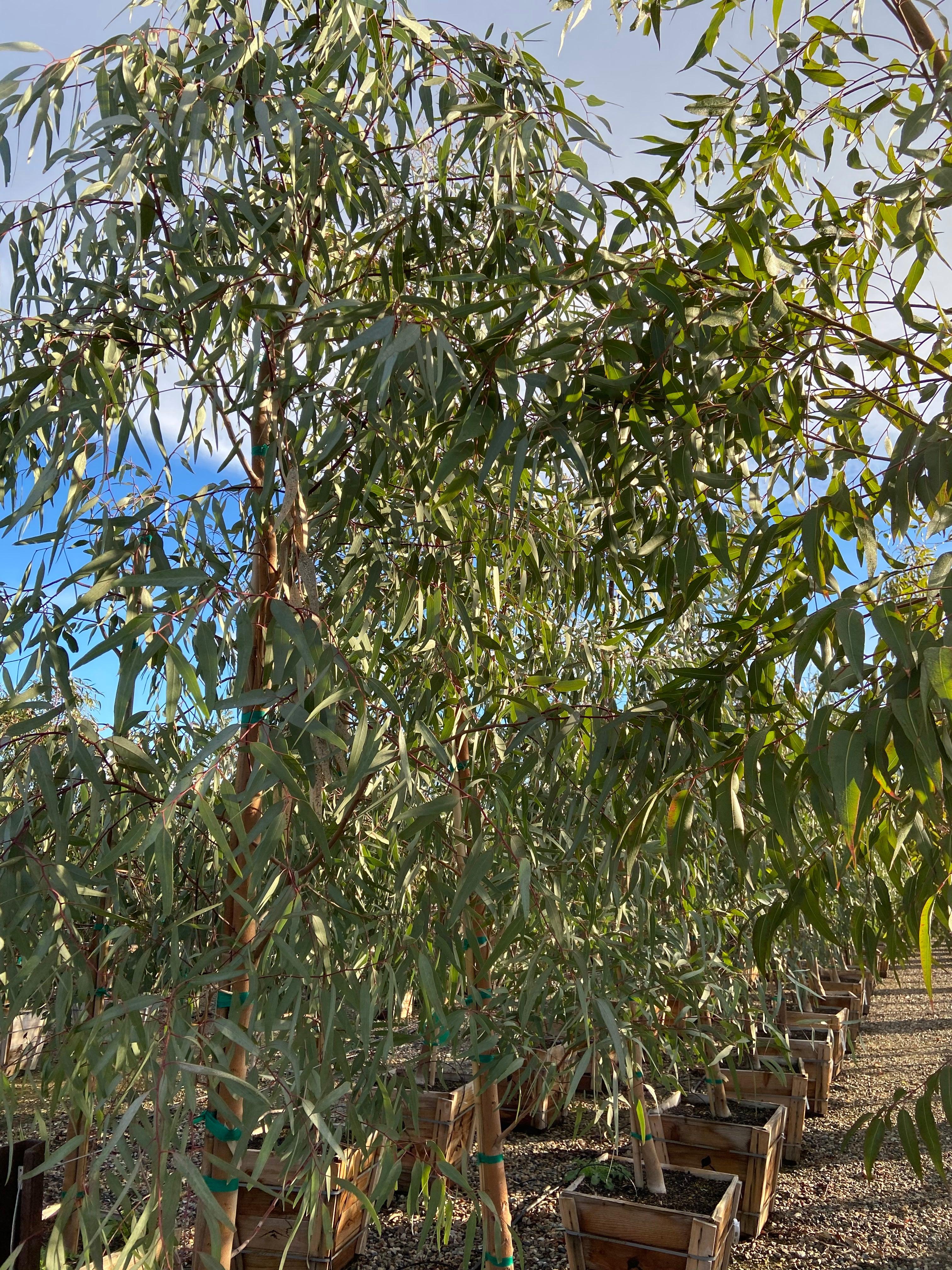 Red Gum - Eucalyptus Camaldulensis