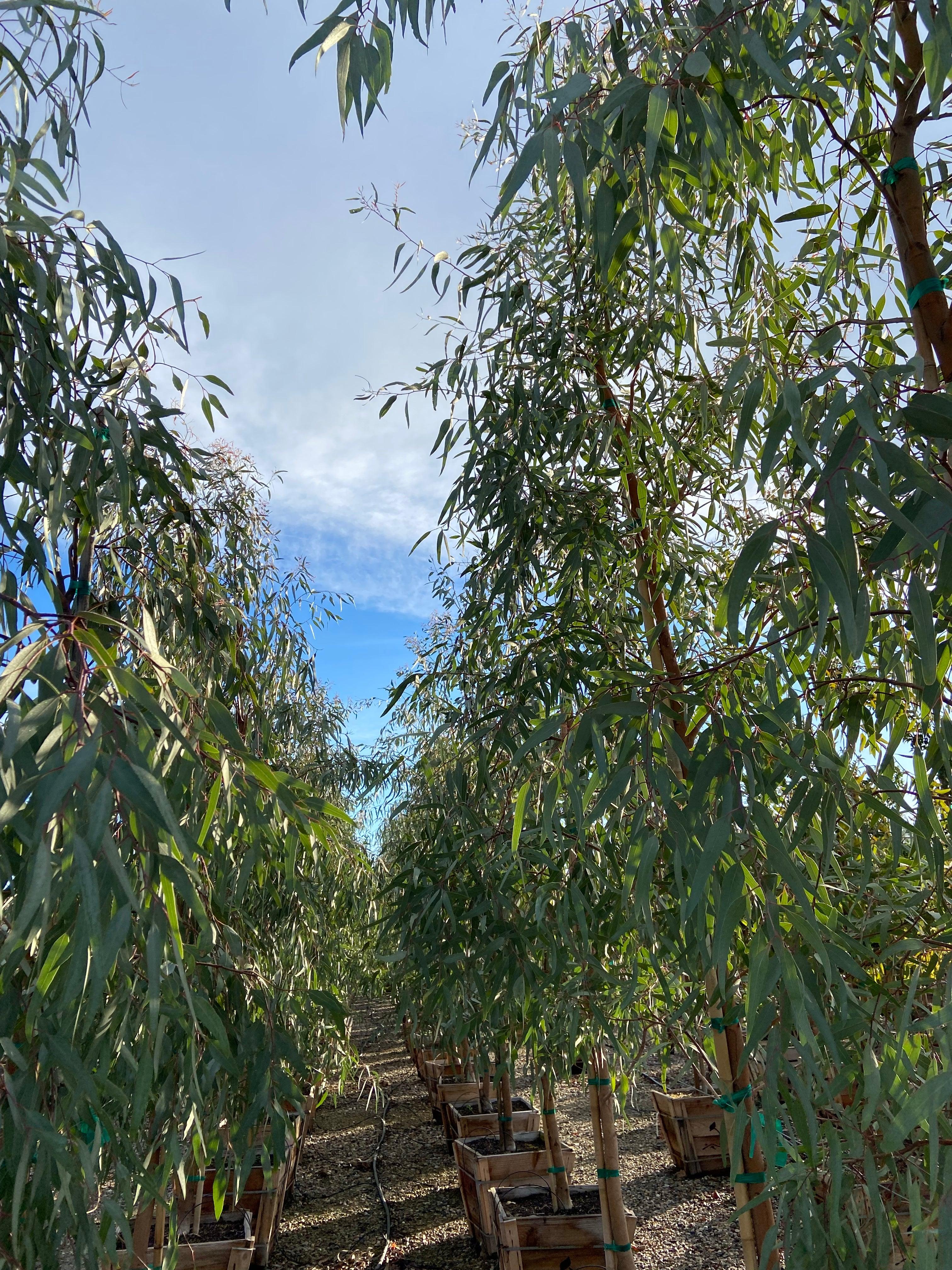 Red Gum - Eucalyptus Camaldulensis - Image 2
