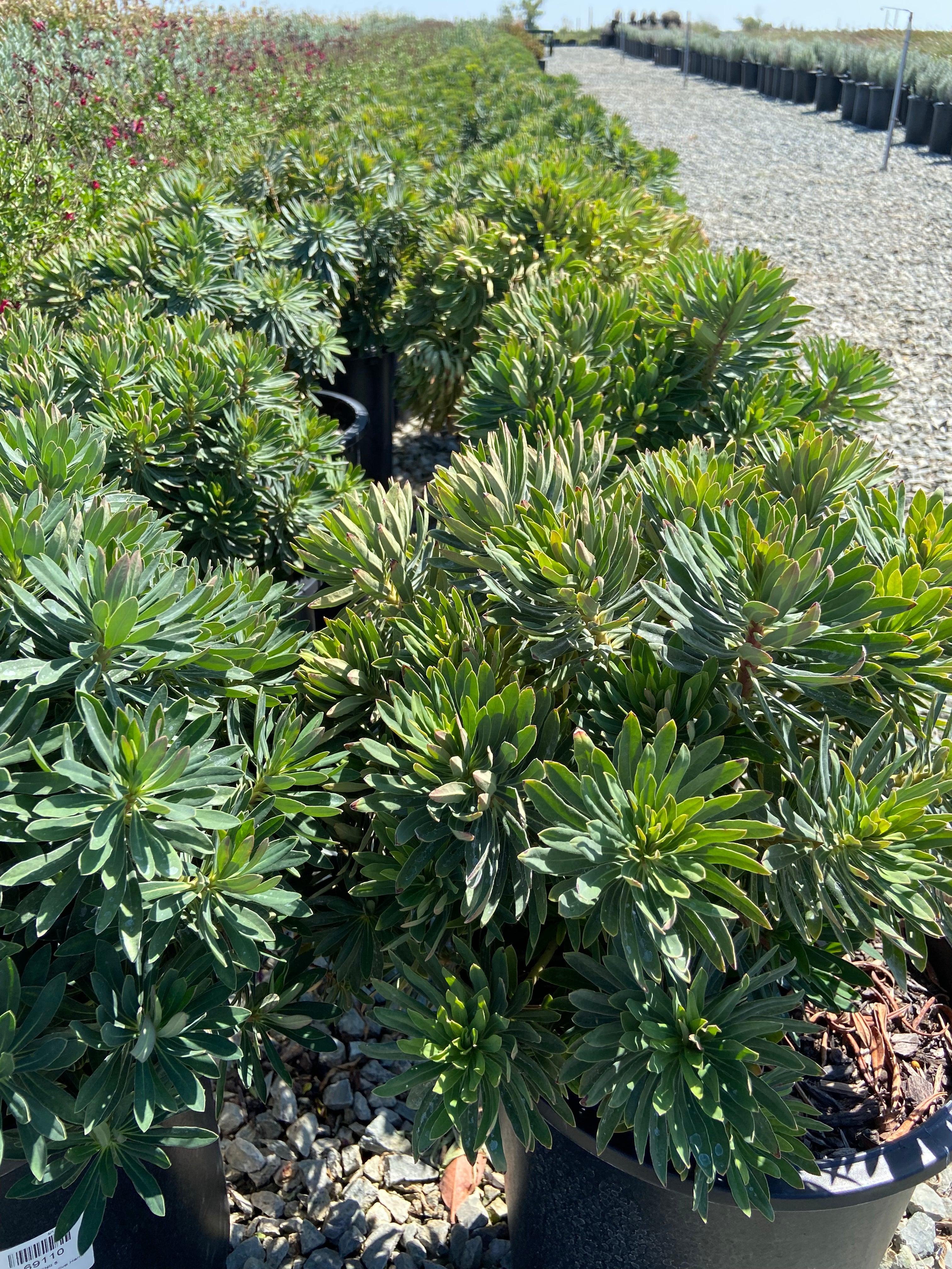 Dwarf Bush Spurge - Euphorbia Martinii - Image 2