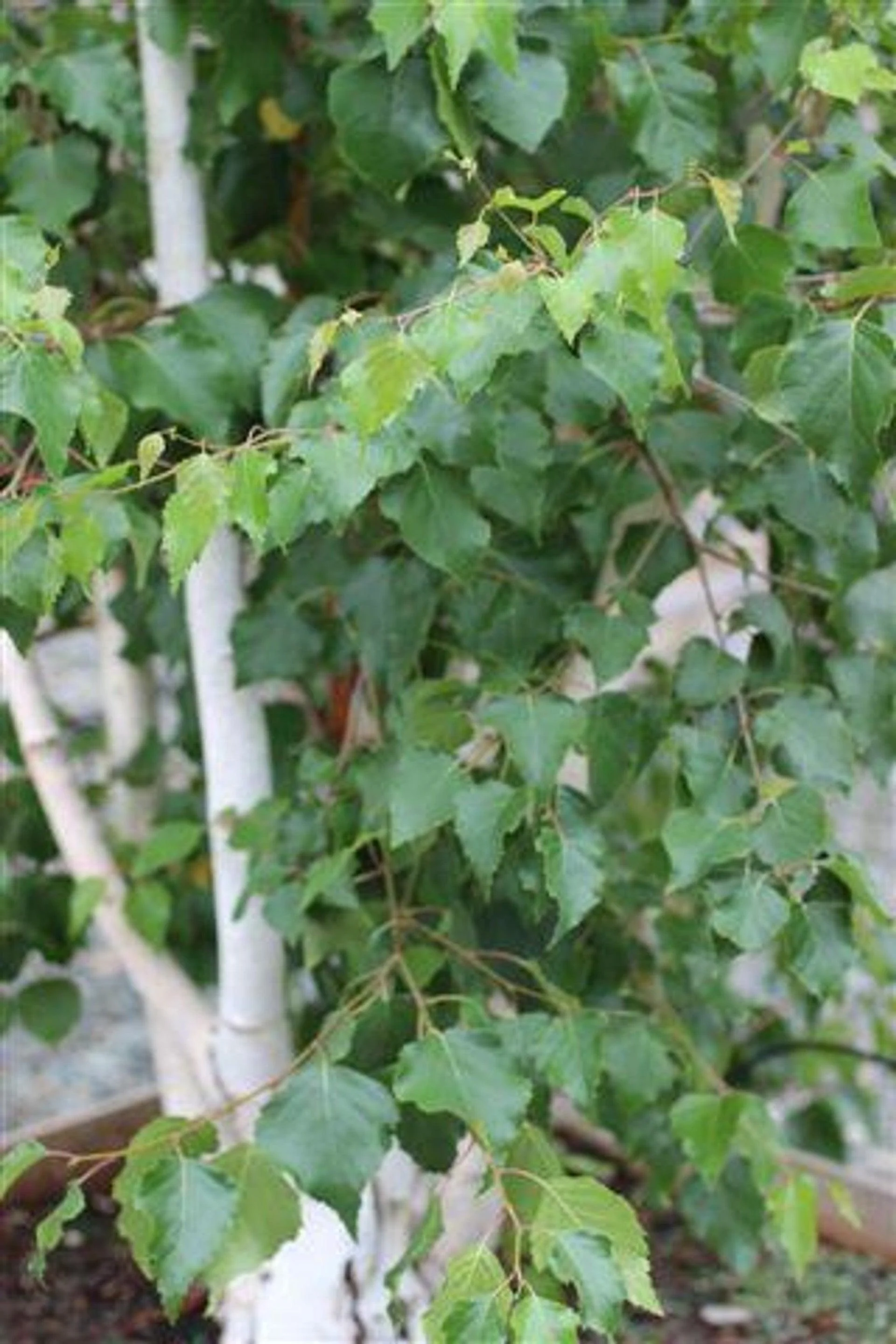 European White Birch (Betula pendula)