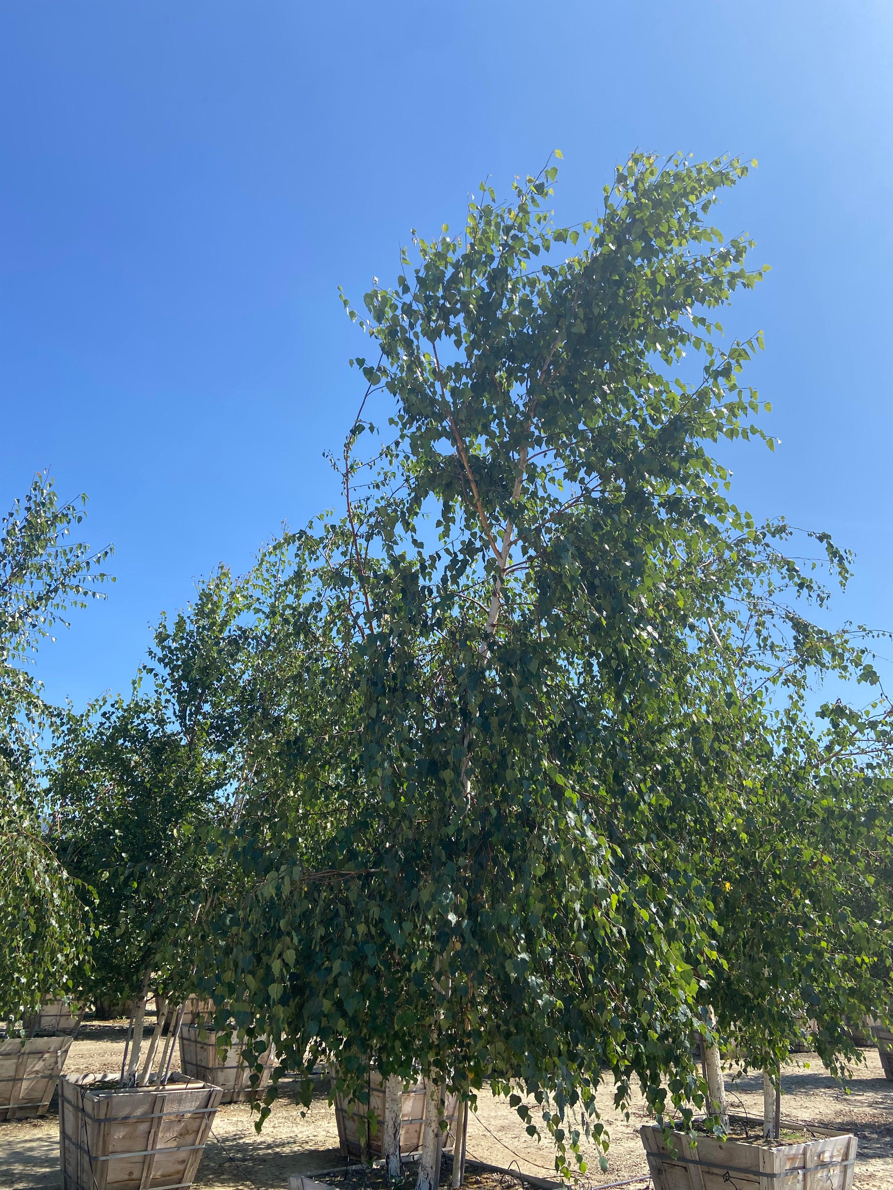 European White Birch (Betula pendula) - Image 2
