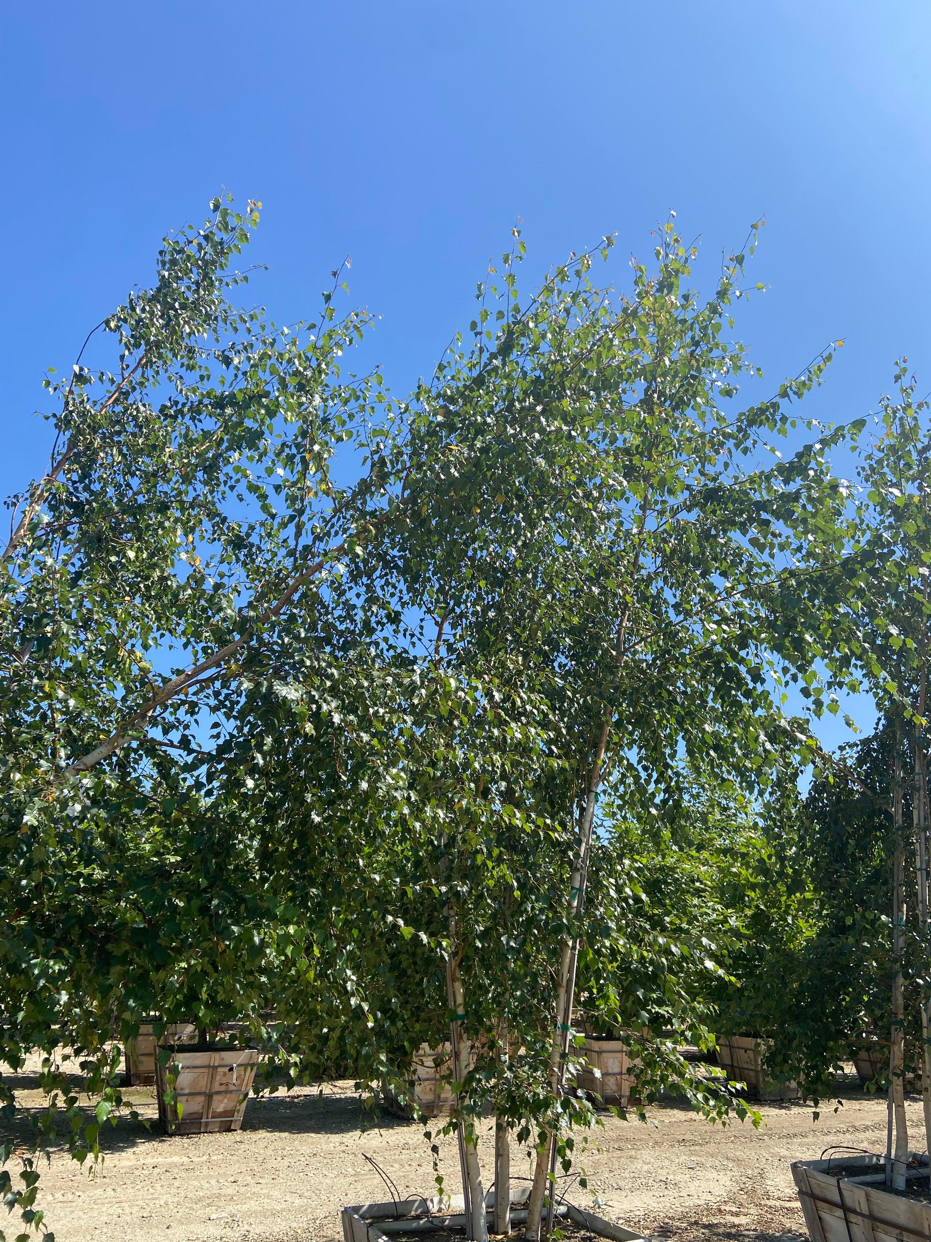 European White Birch (Betula pendula) - Image 3
