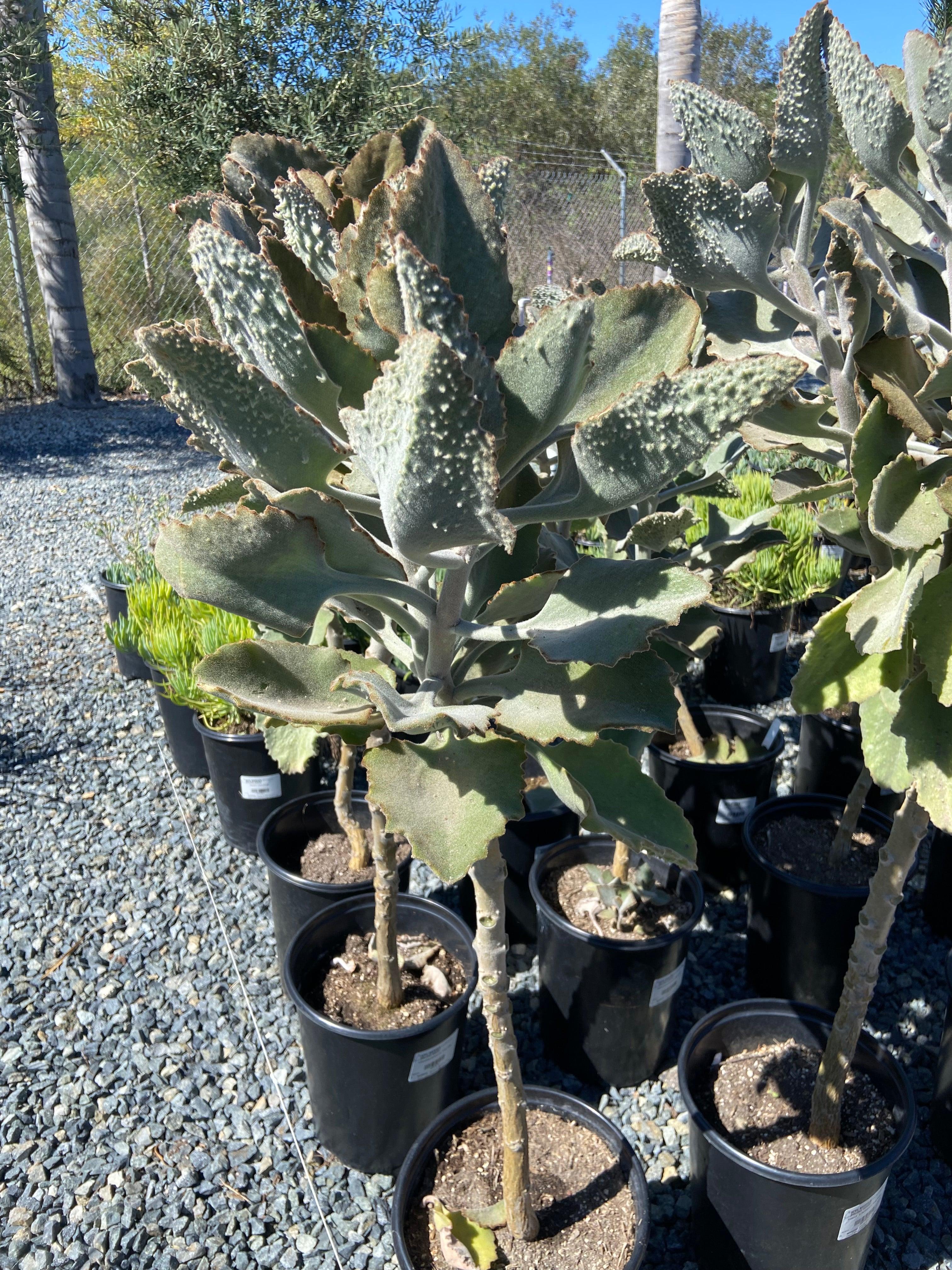 Felt Plant - Kalanchoe beharensis 'Fang'