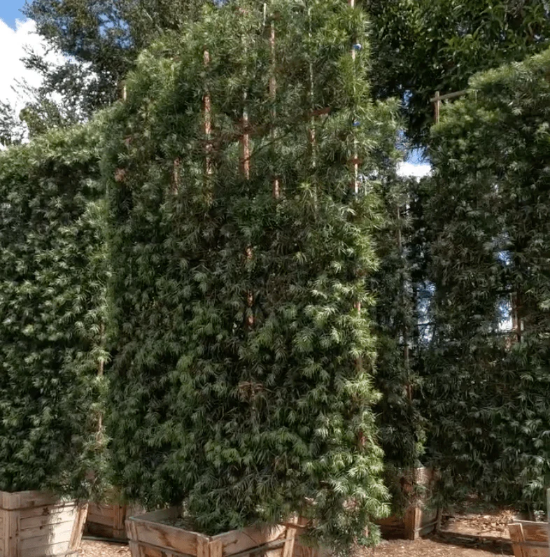Podocarpus - Fern Pine Hedge - Image 4