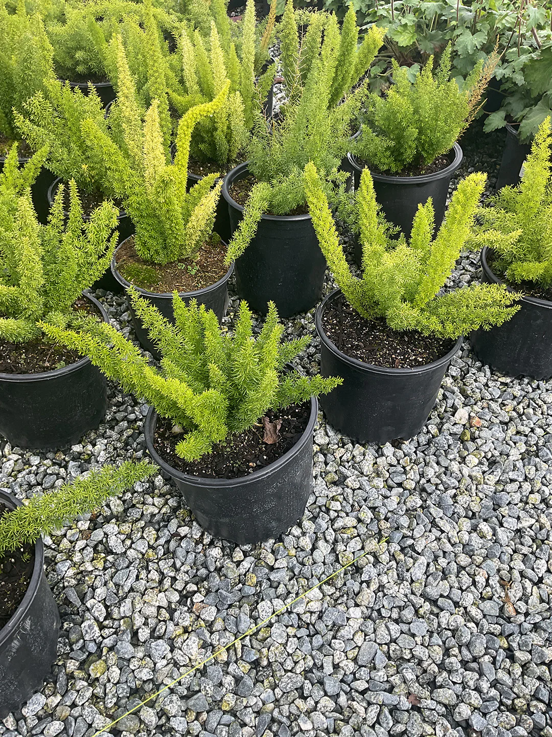 Foxtail Fern - Asparagus Densiflorus Meyers - Image 2