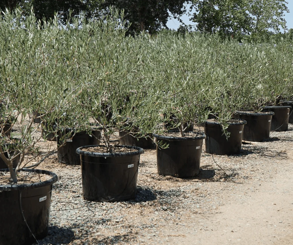 Fruitless Olive Tree (Olea Europaea ‘Wilsonii’) - Image 3
