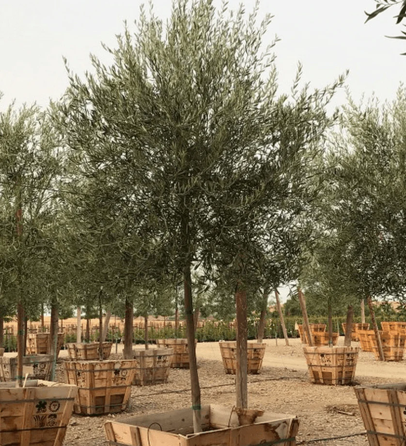 Fruitless Olive Tree (Olea Europaea ‘Wilsonii’) - Image 4