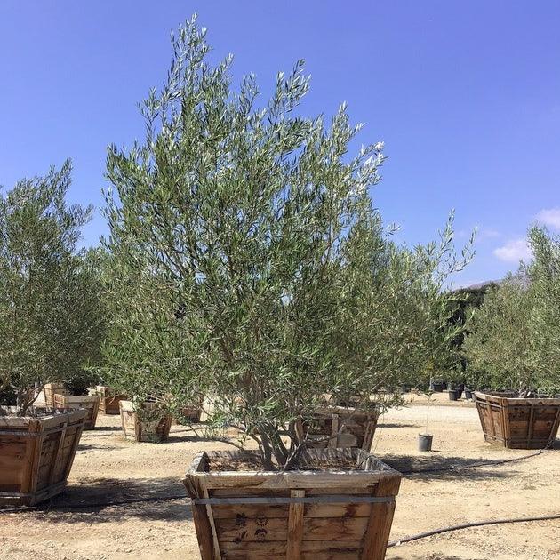 Fruitless Olive Tree (Olea Europaea ‘Wilsonii’) - Image 5