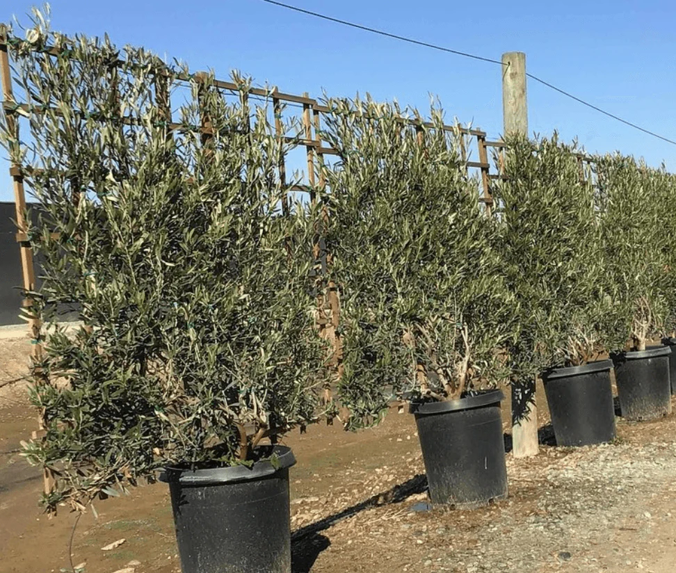 Fruitless Olive Tree (Olea Europaea ‘Wilsonii’) - Image 6