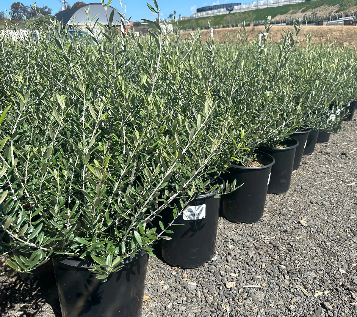 Fruitless Olive Tree (Olea Europaea ‘Wilsonii’) - Image 7