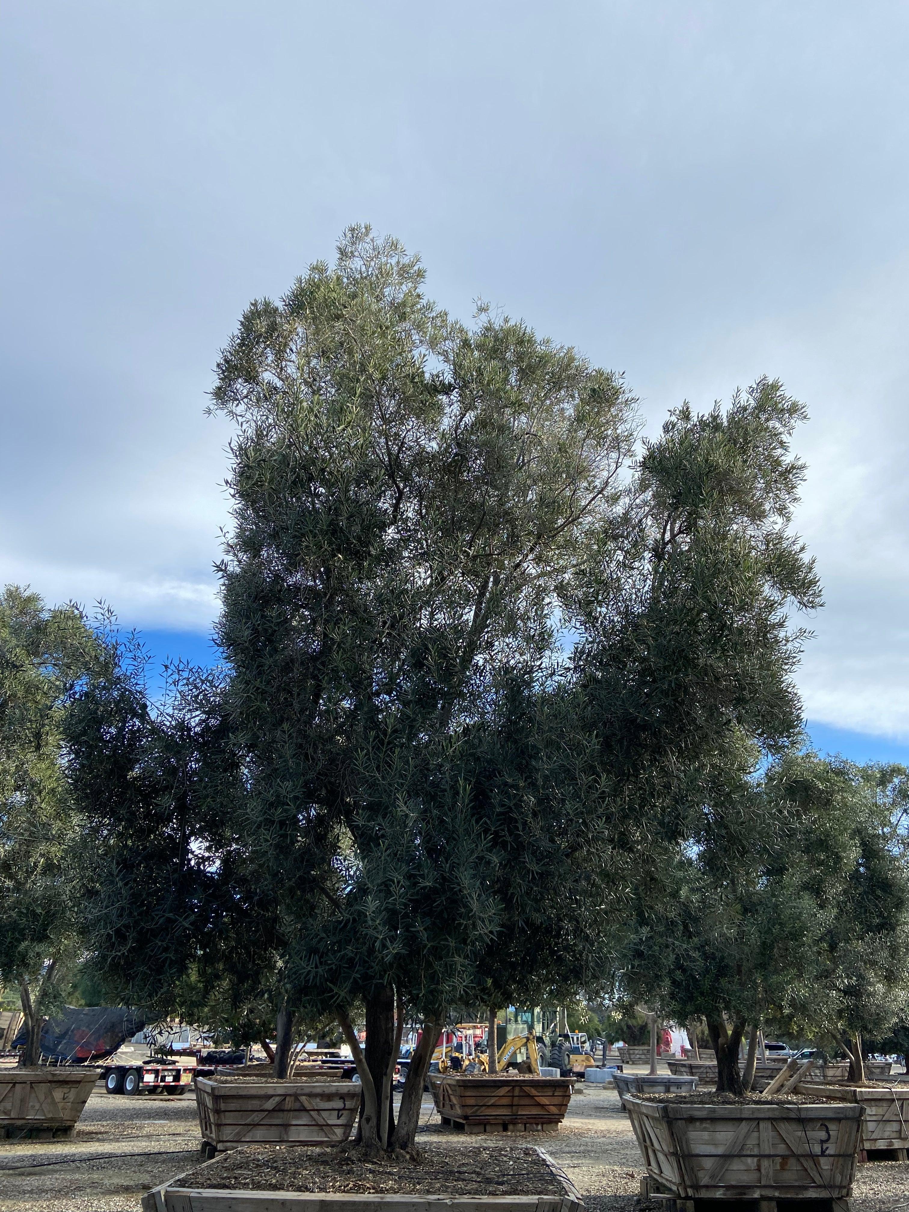Swan Hill Olives® Olive Tree - Olea Europaea 'Swan Hill' - Image 10
