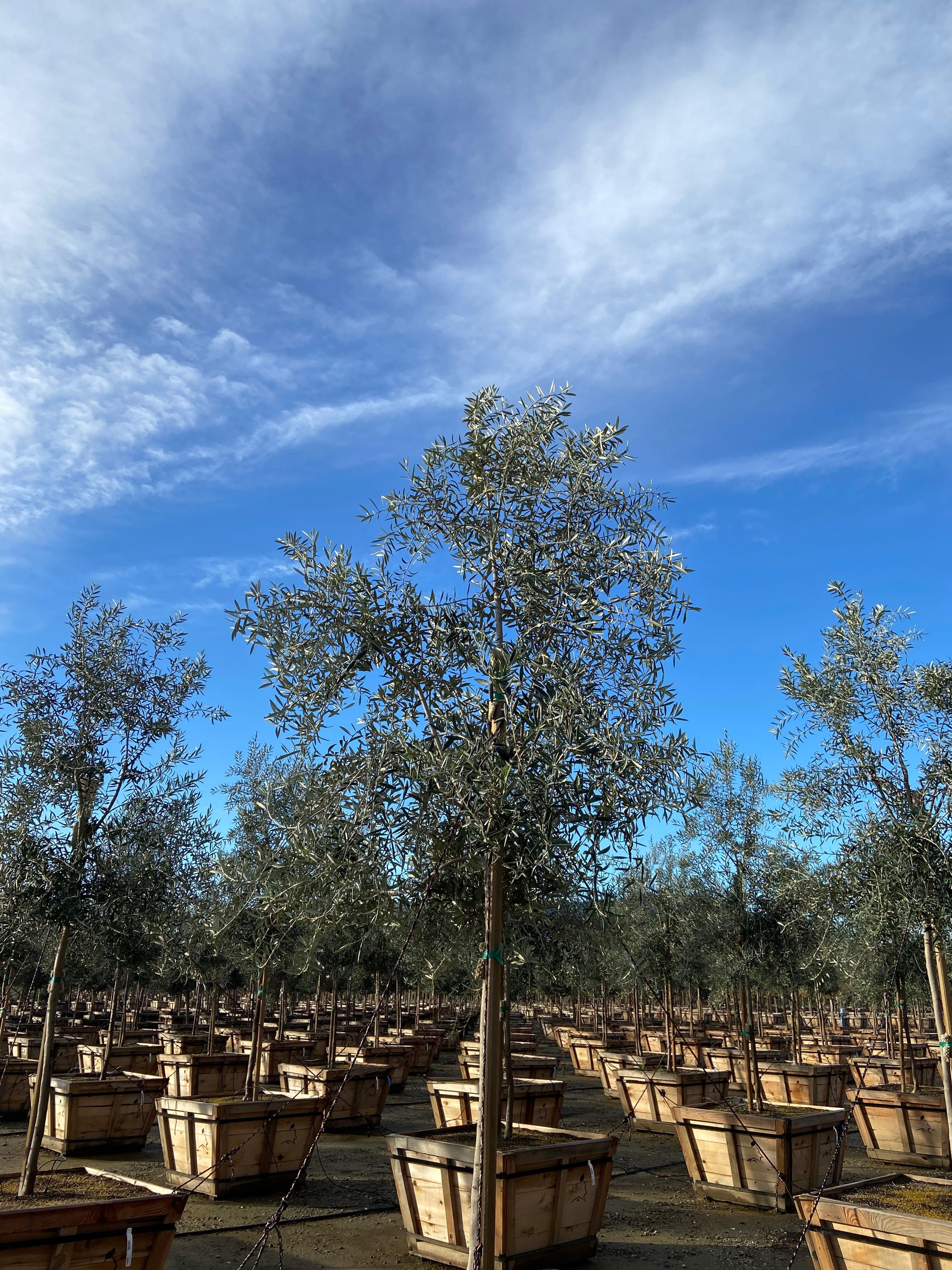 Swan Hill Olives® Olive Tree - Olea Europaea 'Swan Hill' - Image 11