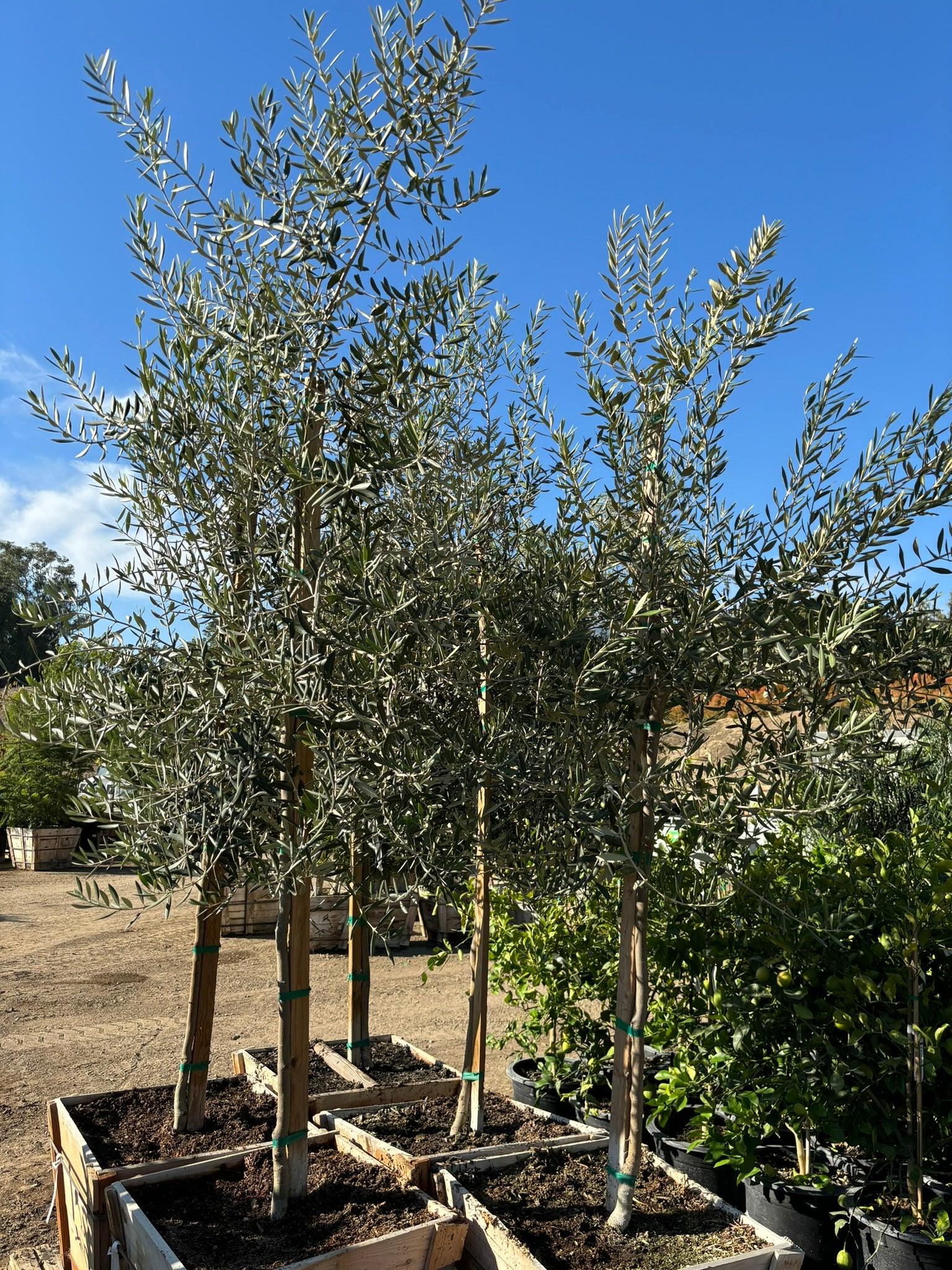 Swan Hill Olives® Olive Tree - Olea Europaea 'Swan Hill' - Image 13