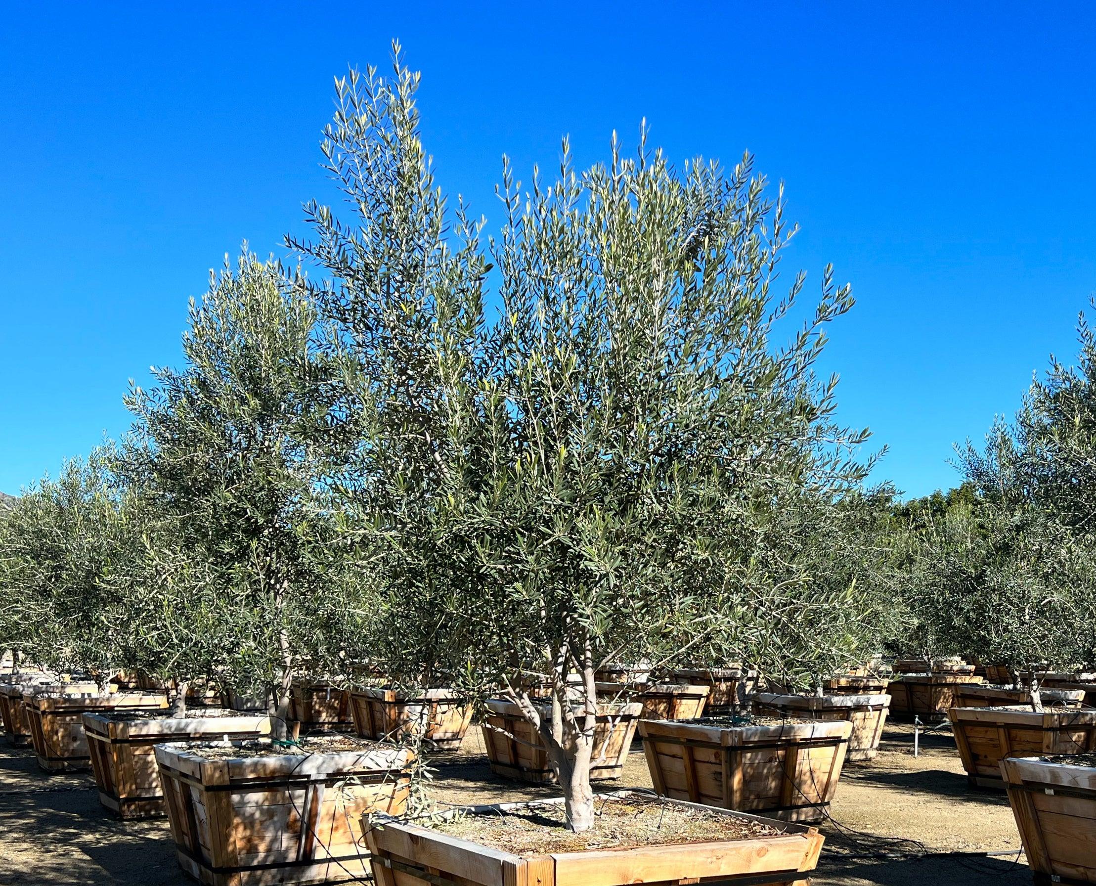Swan Hill Olives® Olive Tree - Olea Europaea 'Swan Hill' - Image 14