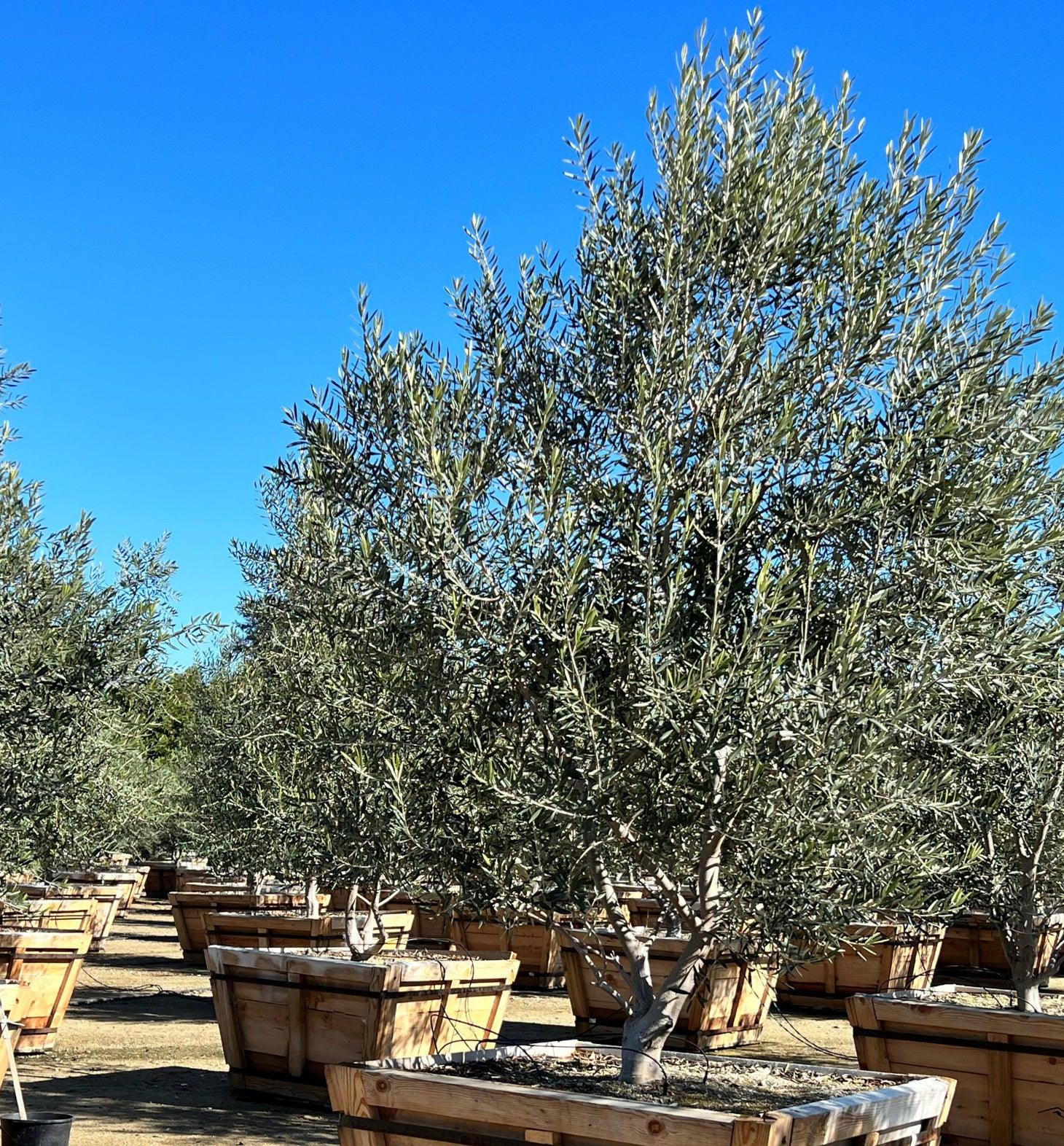Swan Hill Olives® Olive Tree - Olea Europaea 'Swan Hill' - Image 15