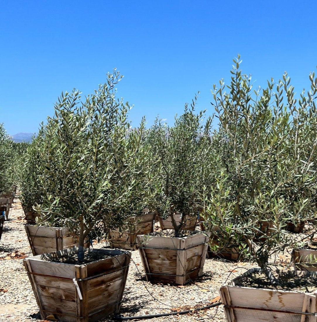 Swan Hill Olives® Olive Tree - Olea Europaea 'Swan Hill' - Image 16