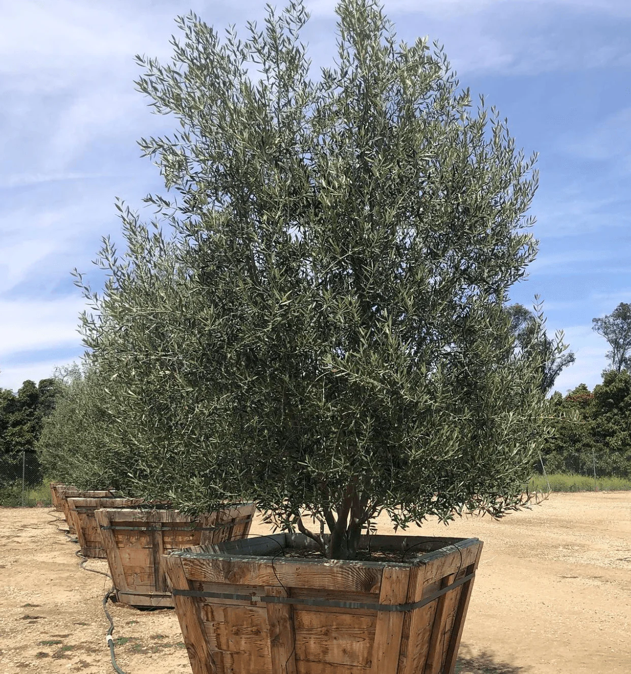 Swan Hill Olives® Olive Tree - Olea Europaea 'Swan Hill' - Image 17