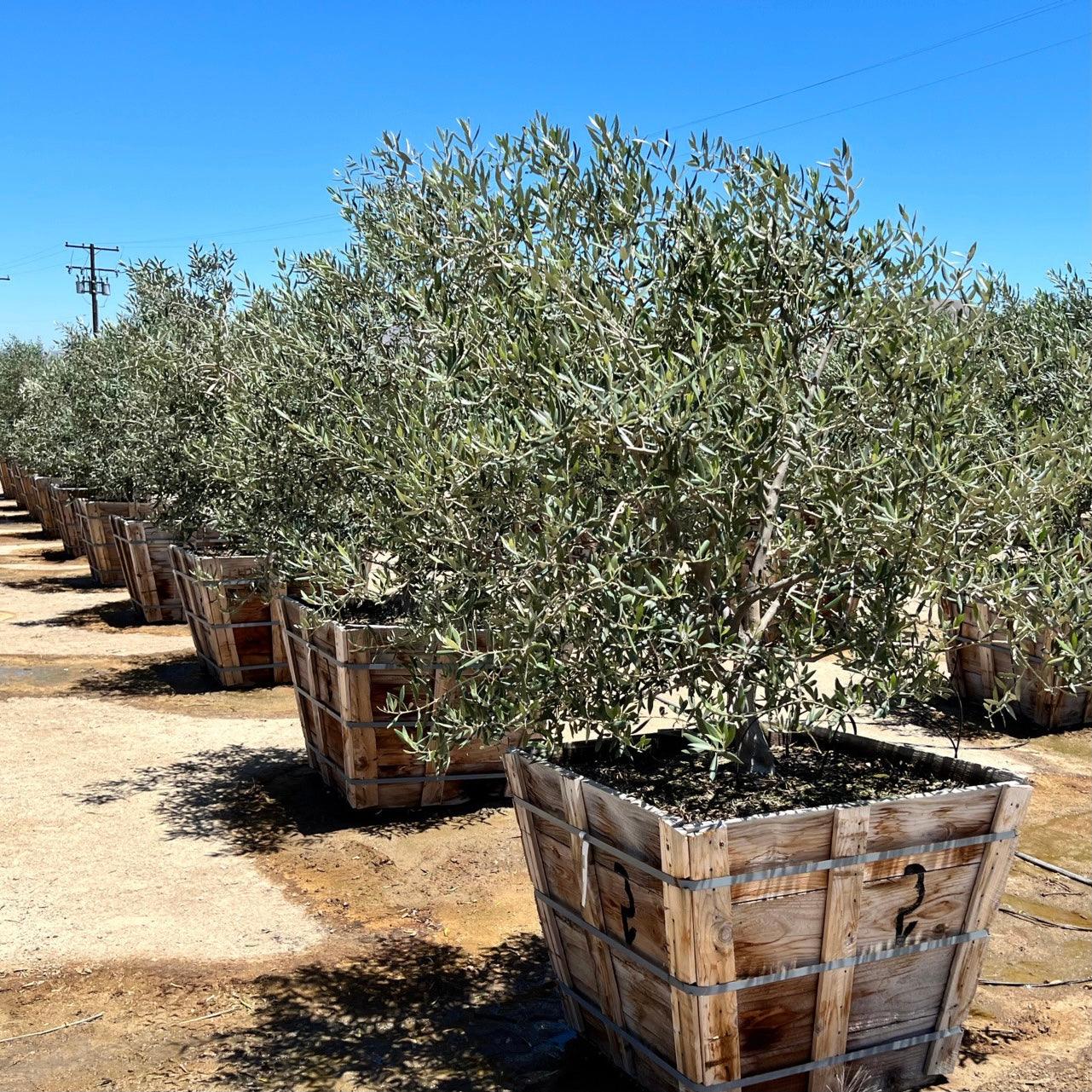 Swan Hill Olives® Olive Tree - Olea Europaea 'Swan Hill' - Image 5