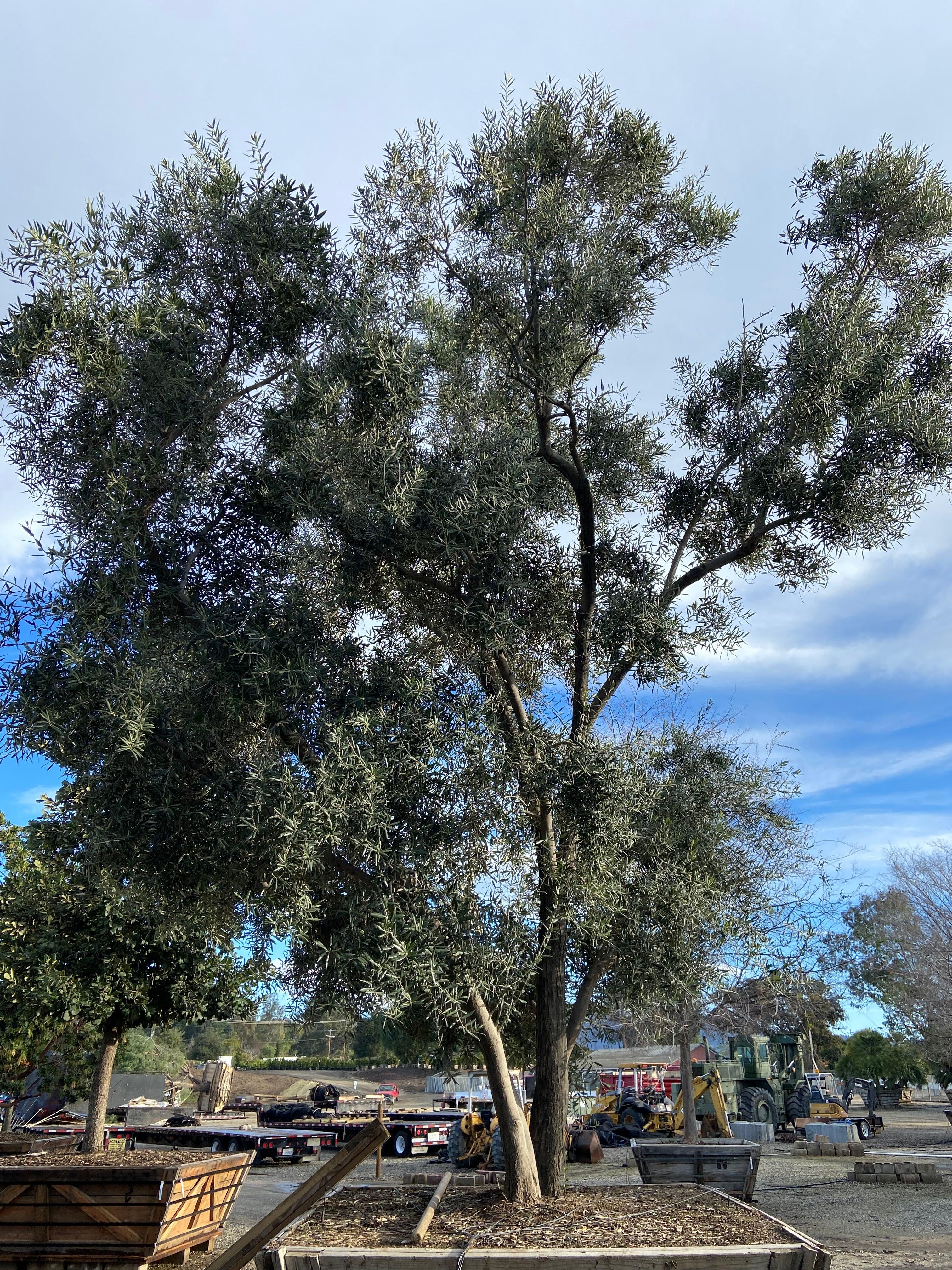 Swan Hill Olives® Olive Tree - Olea Europaea 'Swan Hill' - Image 6