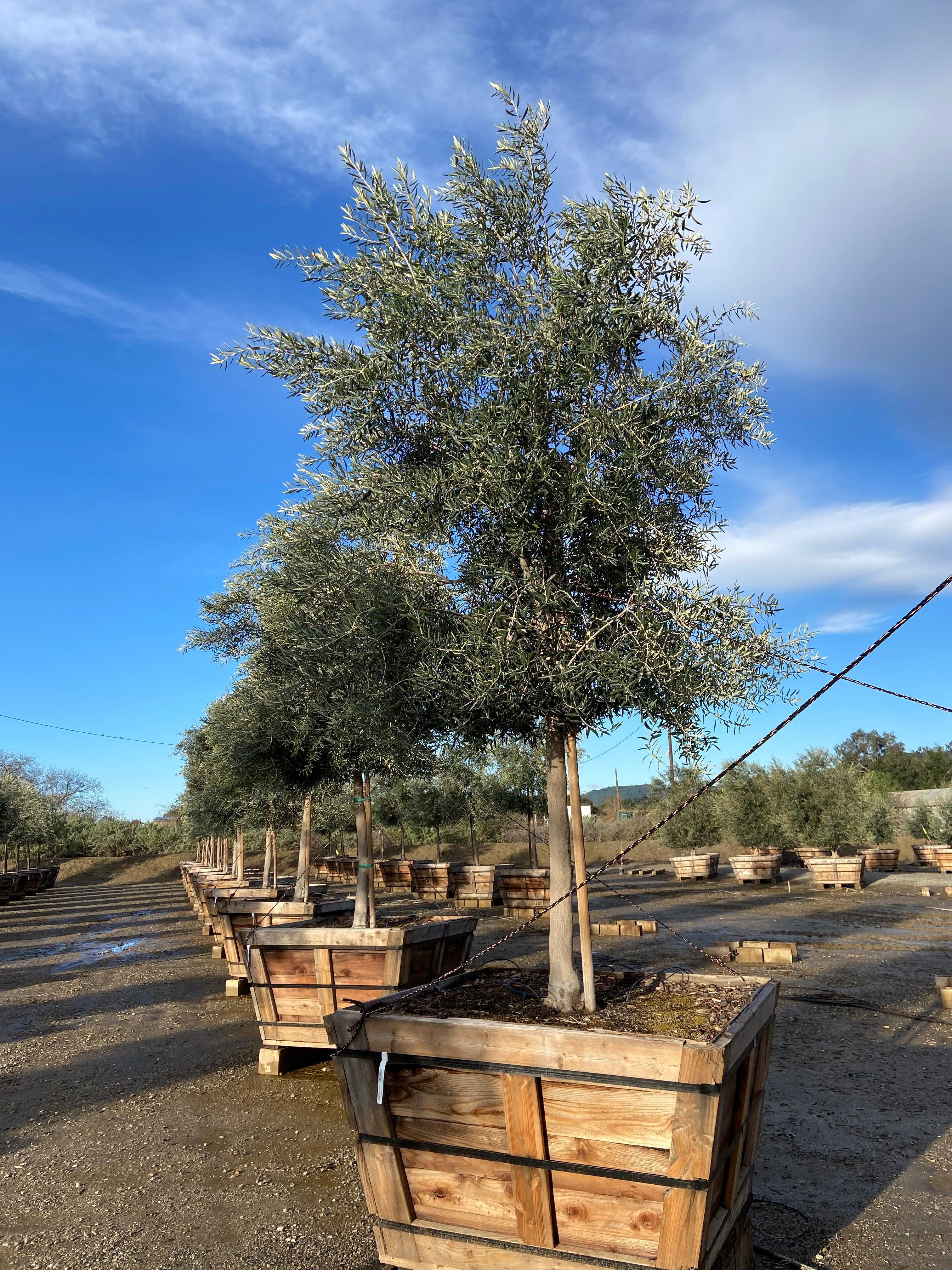 Swan Hill Olives® Olive Tree - Olea Europaea 'Swan Hill' - Image 7