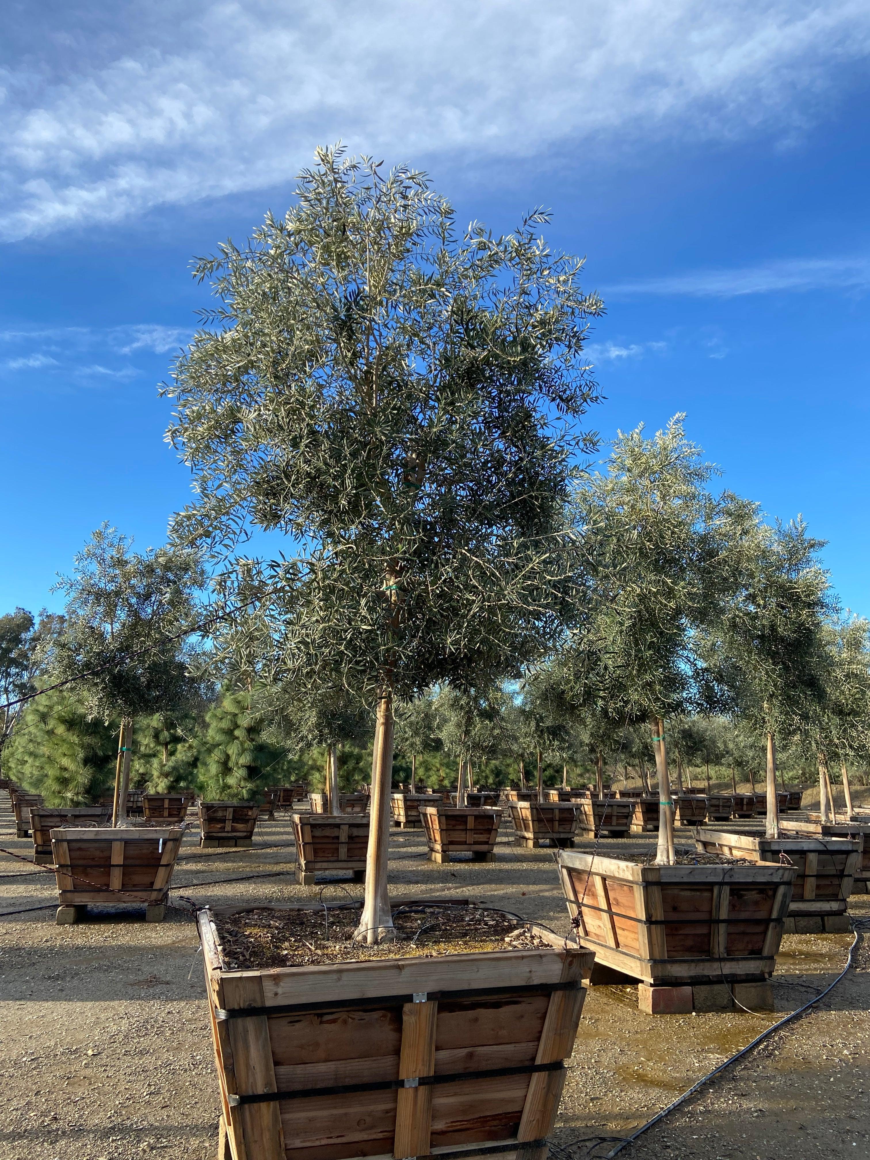 Swan Hill Olives® Olive Tree - Olea Europaea 'Swan Hill' - Image 8