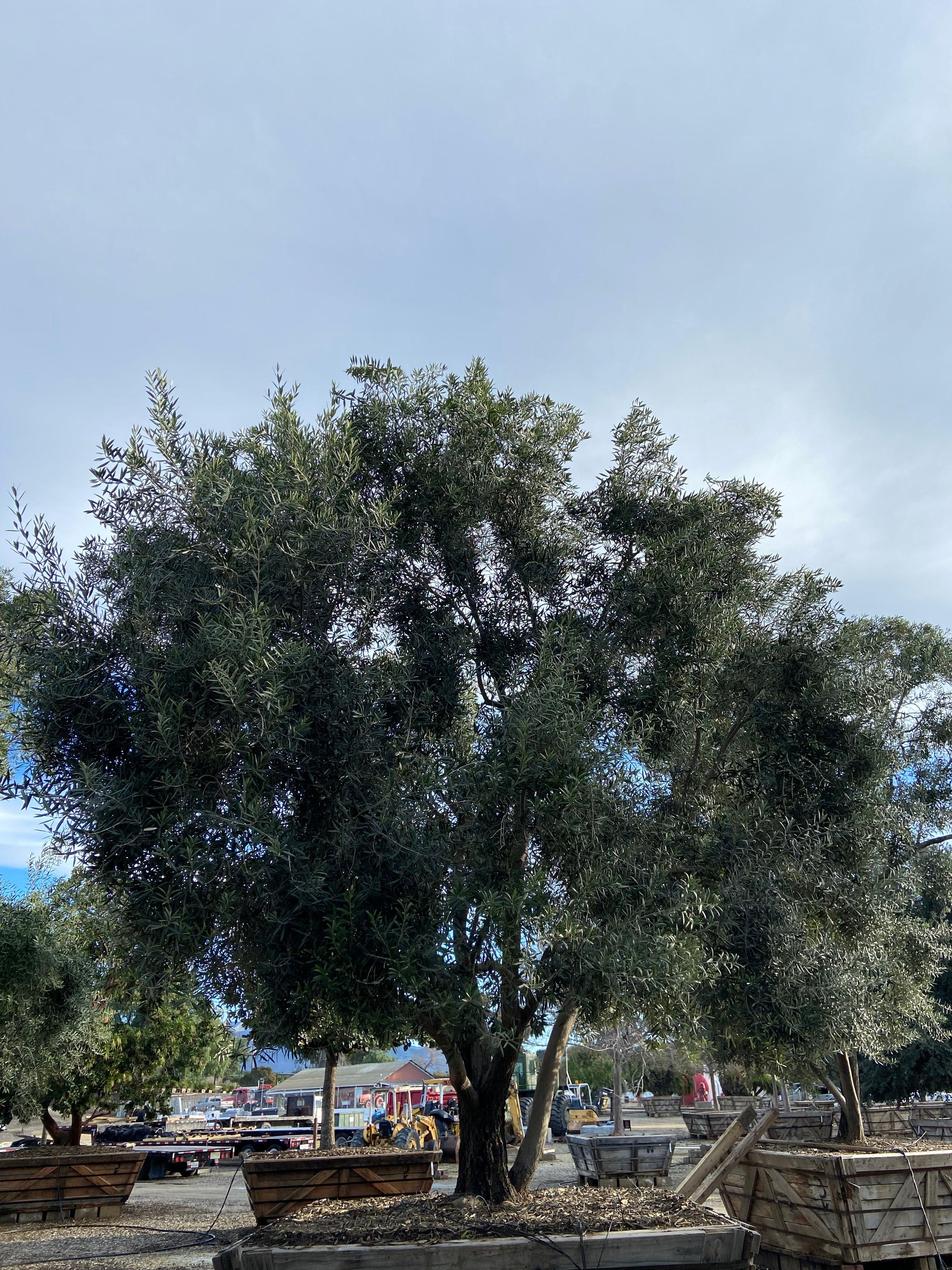 Swan Hill Olives® Olive Tree - Olea Europaea 'Swan Hill' - Image 9