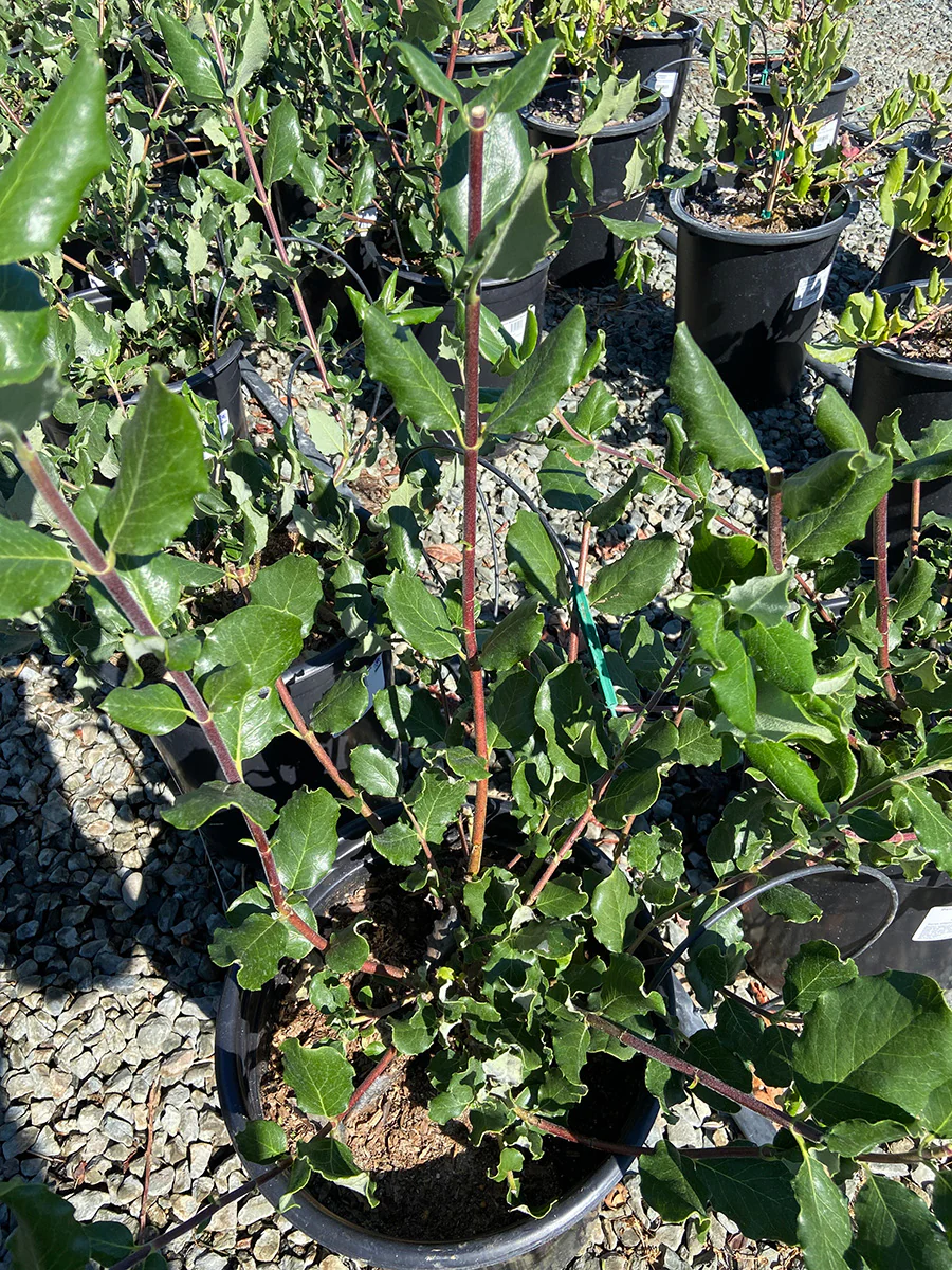 Garrya Elliptica (Coast Silk Tassel)