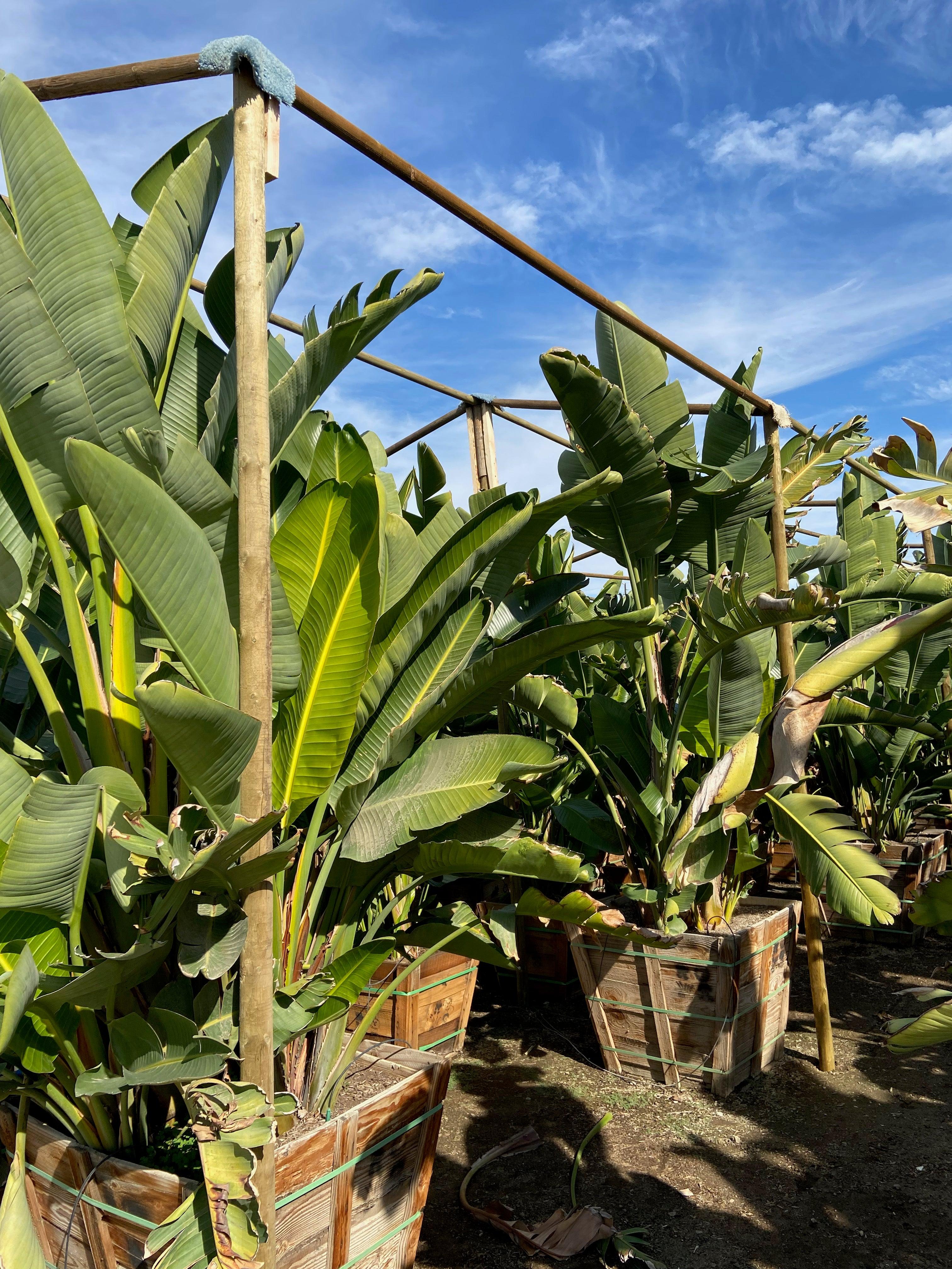 White Bird of Paradise - Strelitzia Nicolai - Image 3