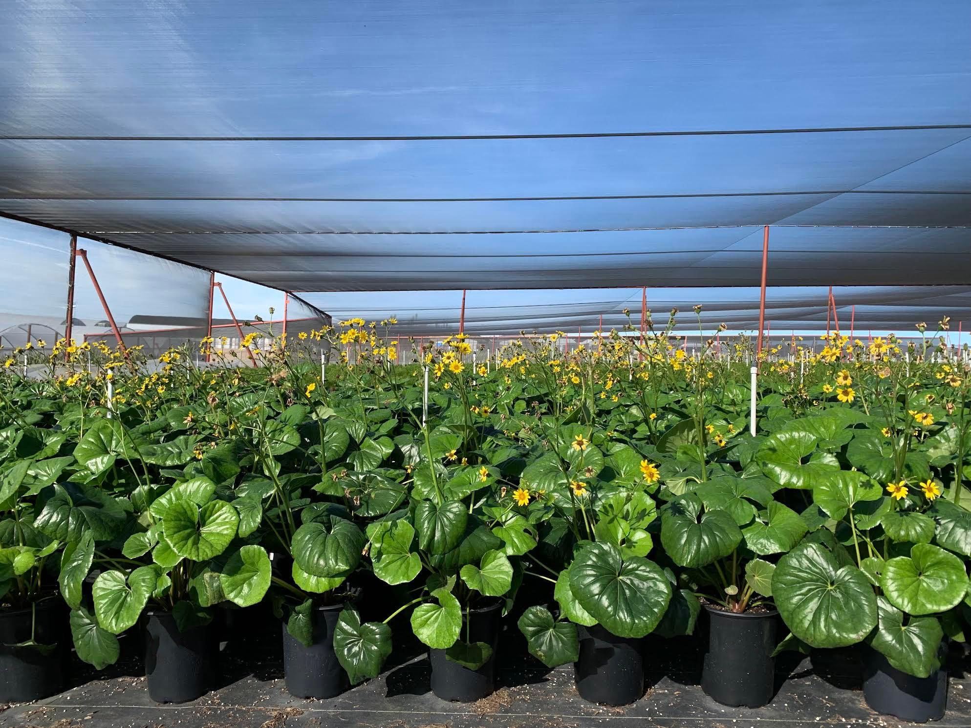 Giant Leopard Plant - Farifugium japonicum ‘Gigantea’