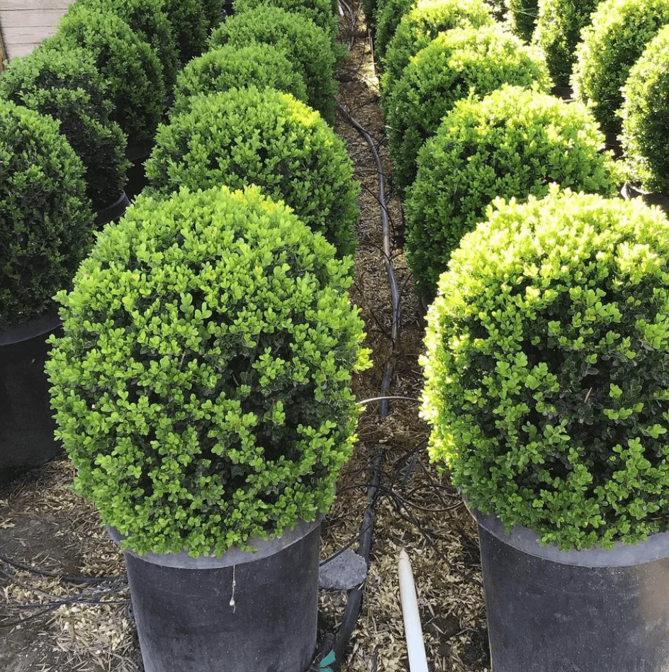 Japanese Boxwood Globe (Buxus microphylla japonica) - Image 3