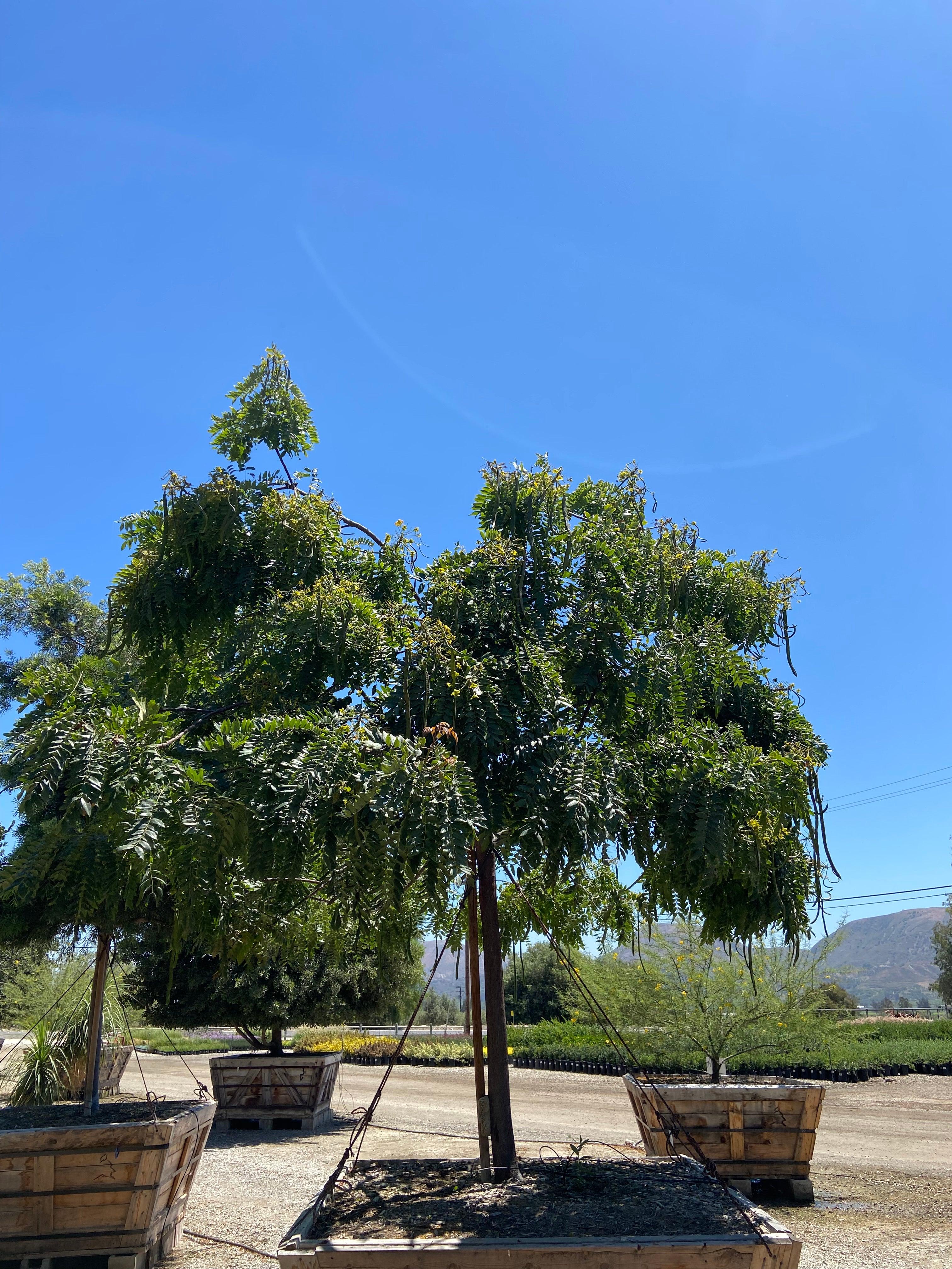 Gold Medallion Tree (Cassia Leptophylla) - Image 3