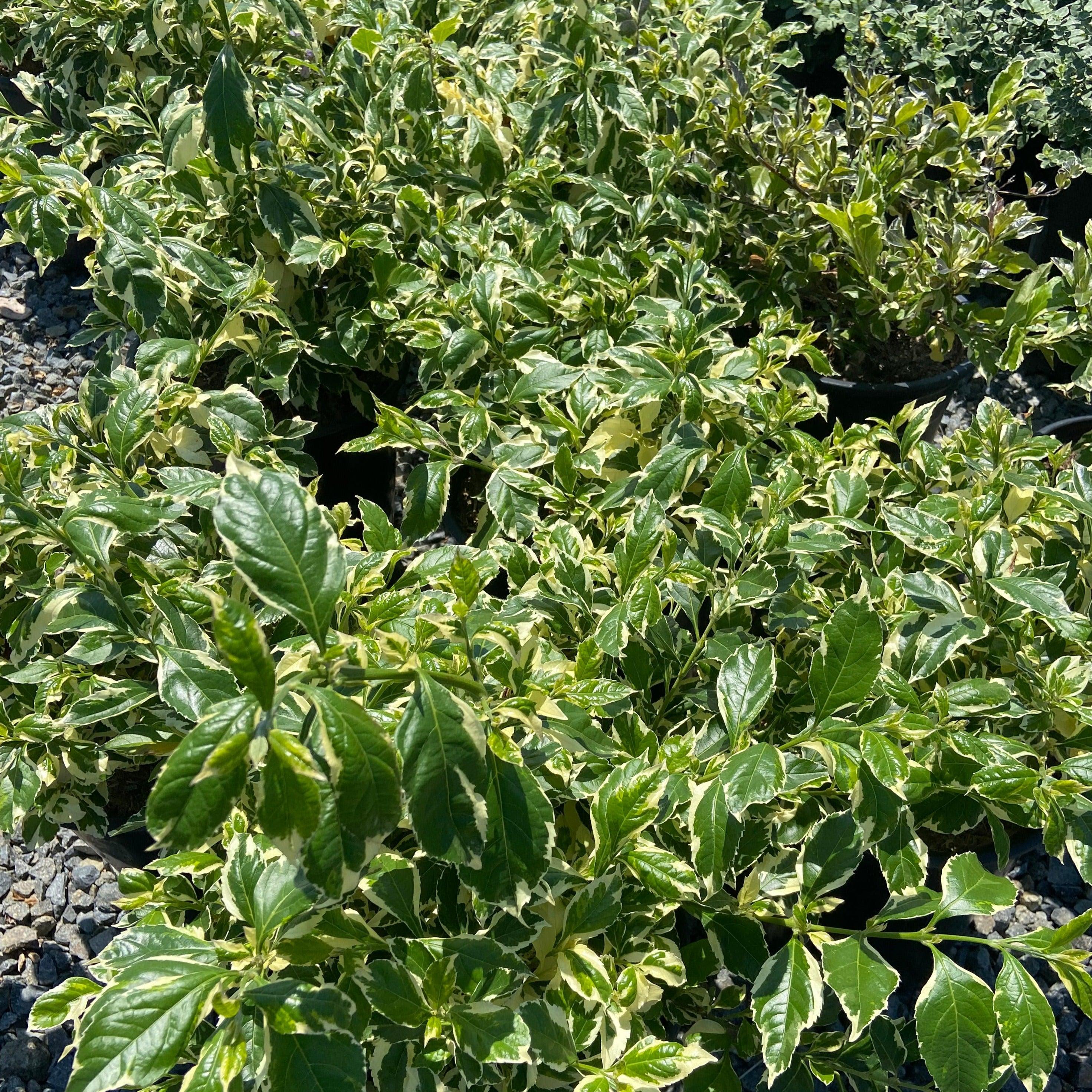 Golden Dewdrop 'Variegata' - Duranta erecta 'Variegata' (White)