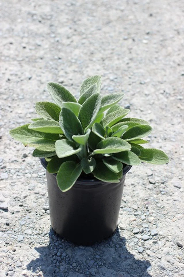 Stachys byzantina (Lamb's Ear)