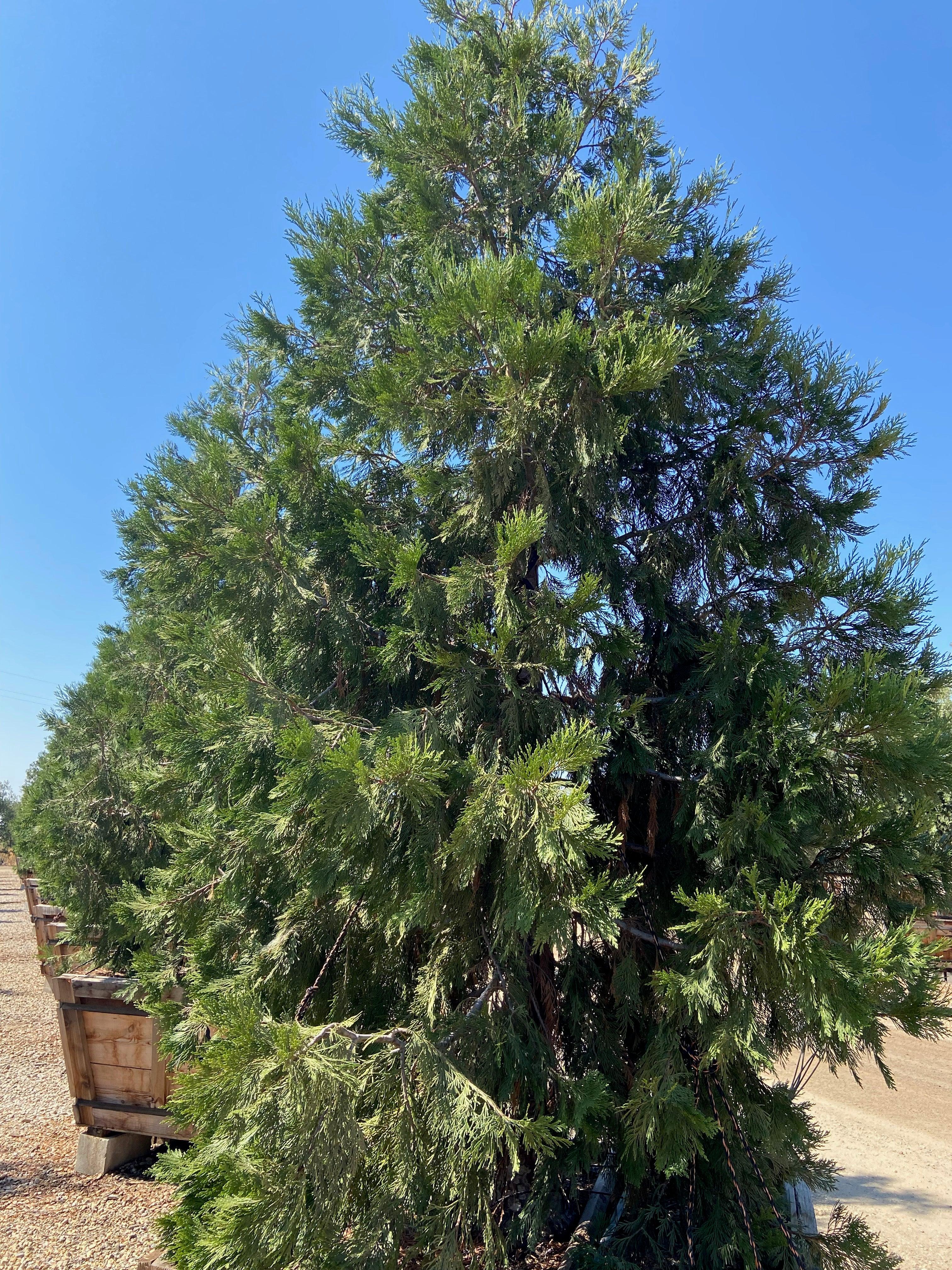 Incense Cedar (Calocedrus Decurrens)