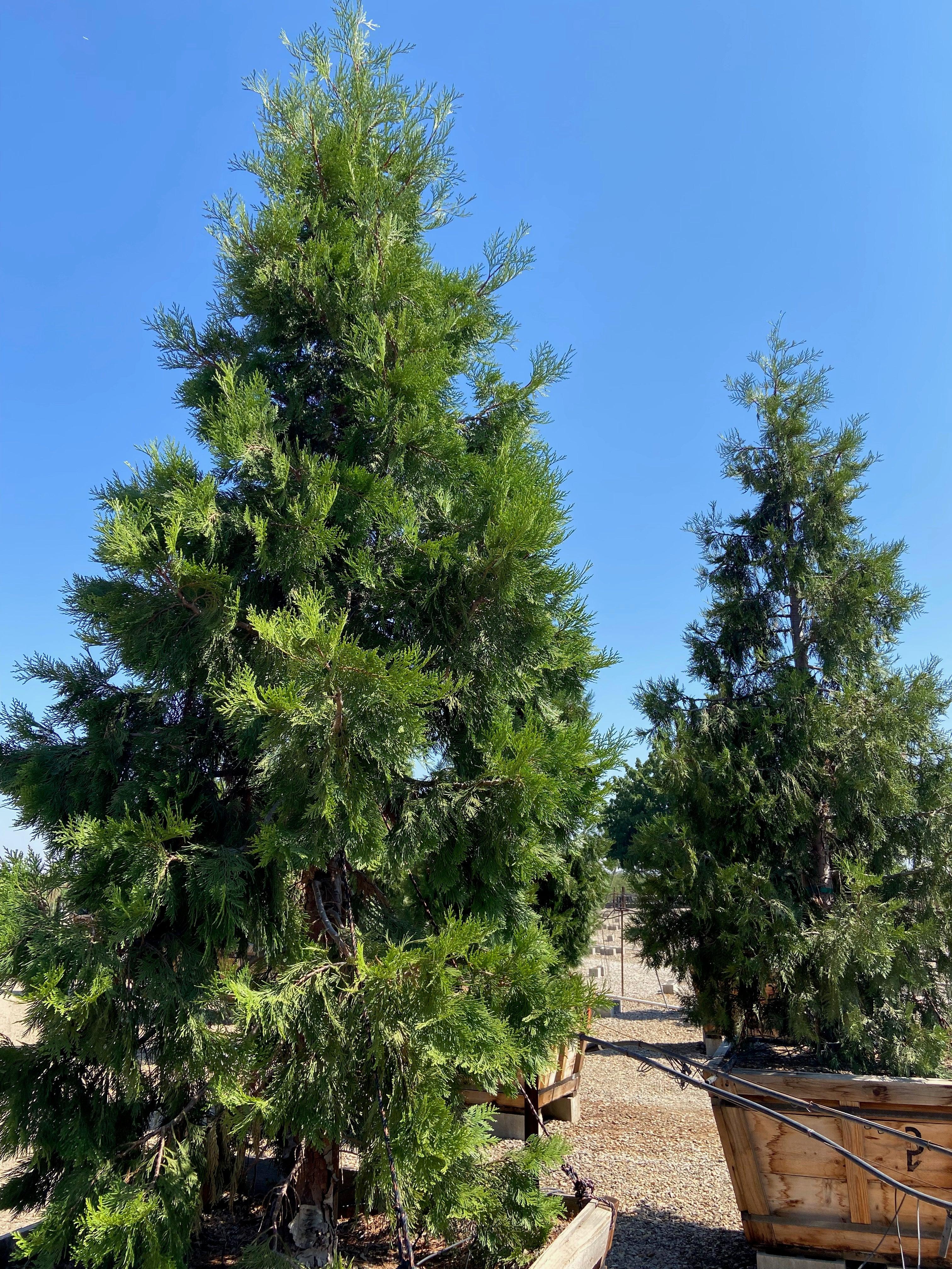 Incense Cedar (Calocedrus Decurrens) - Image 2