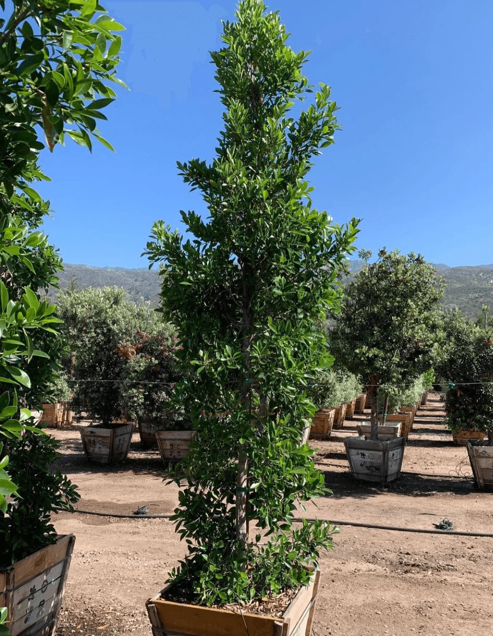 Ficus Nitida (Indian Laurel) - Image 4