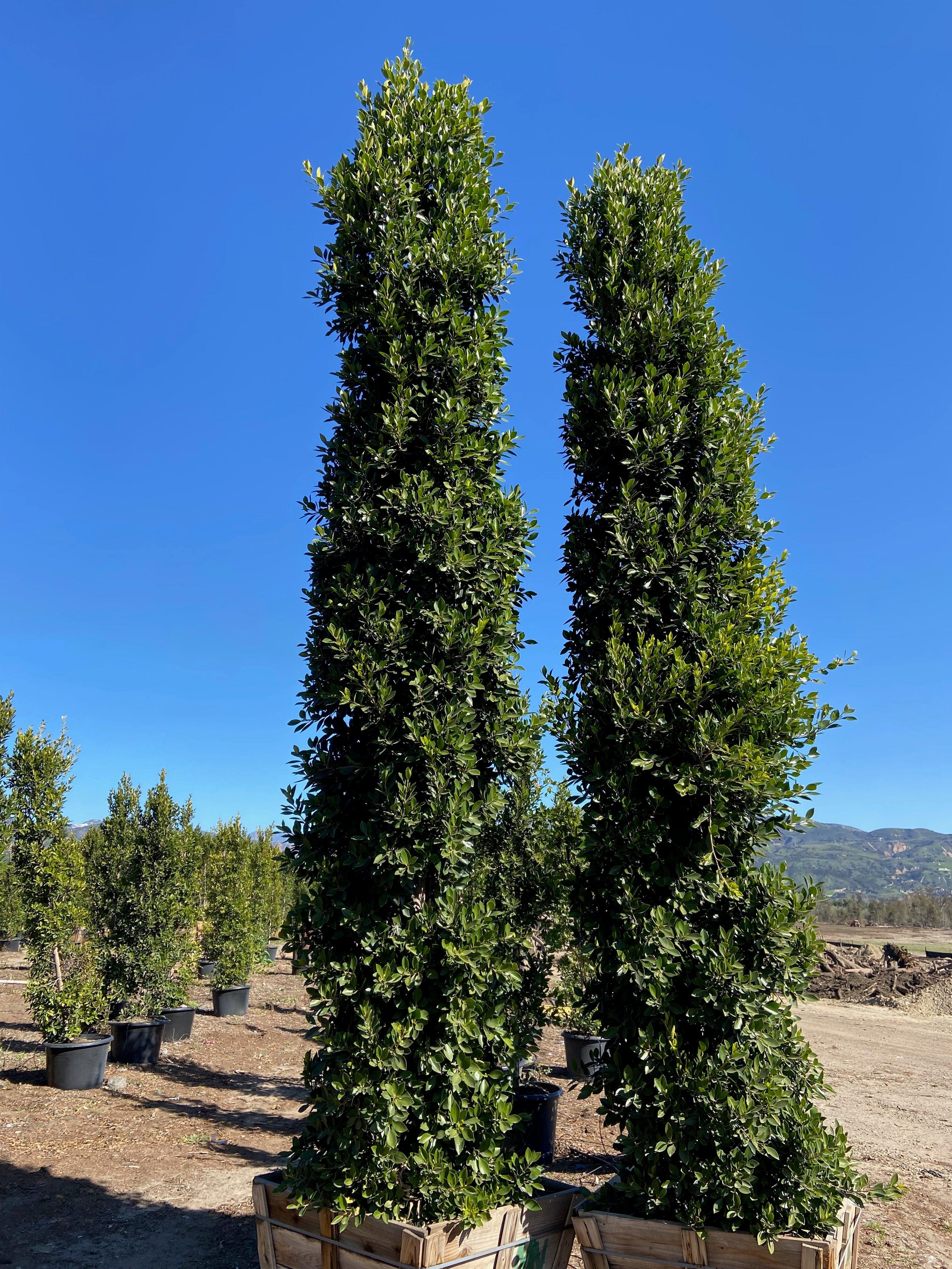 Ficus Nitida (Indian Laurel) - Image 5