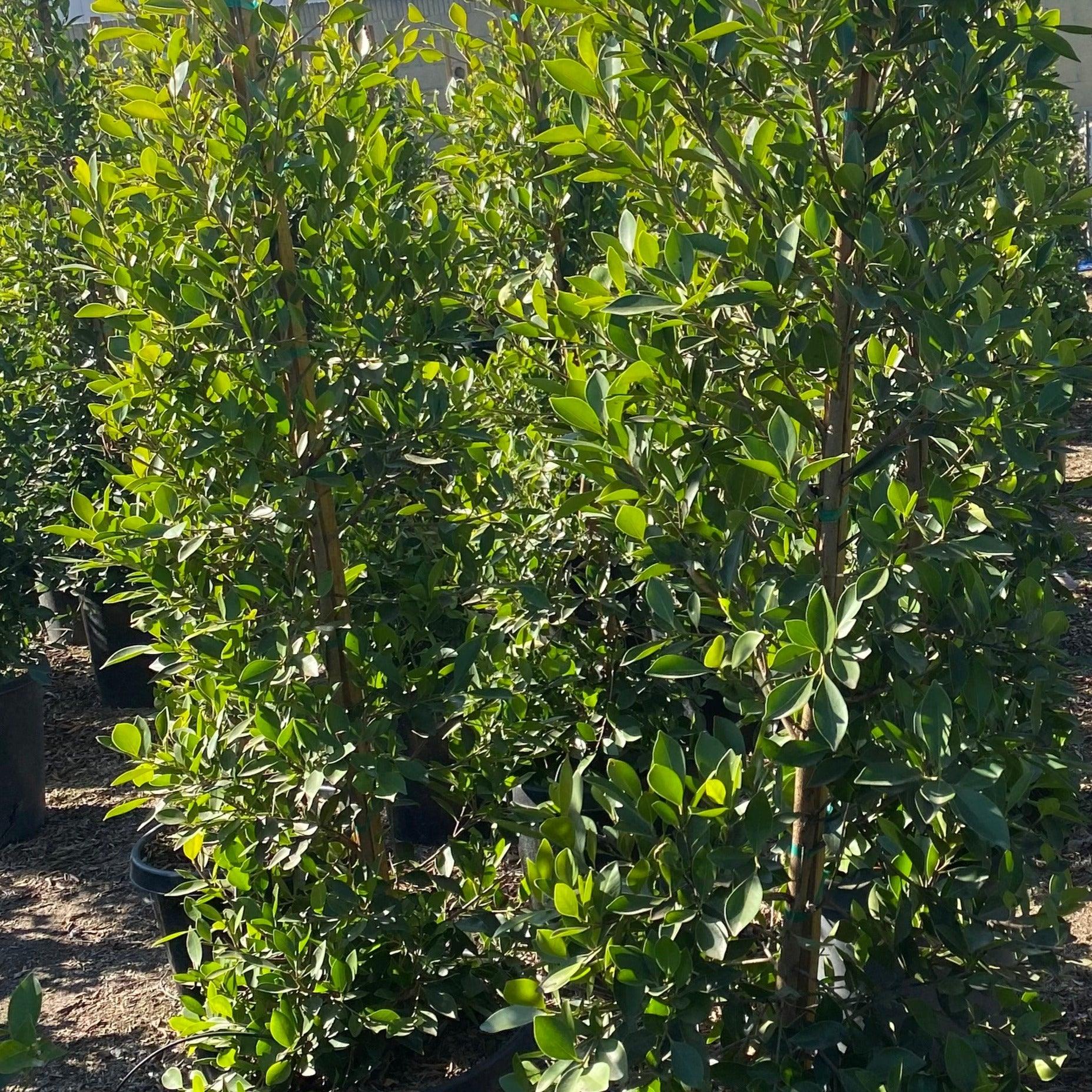 Ficus Nitida (Indian Laurel) - Image 6