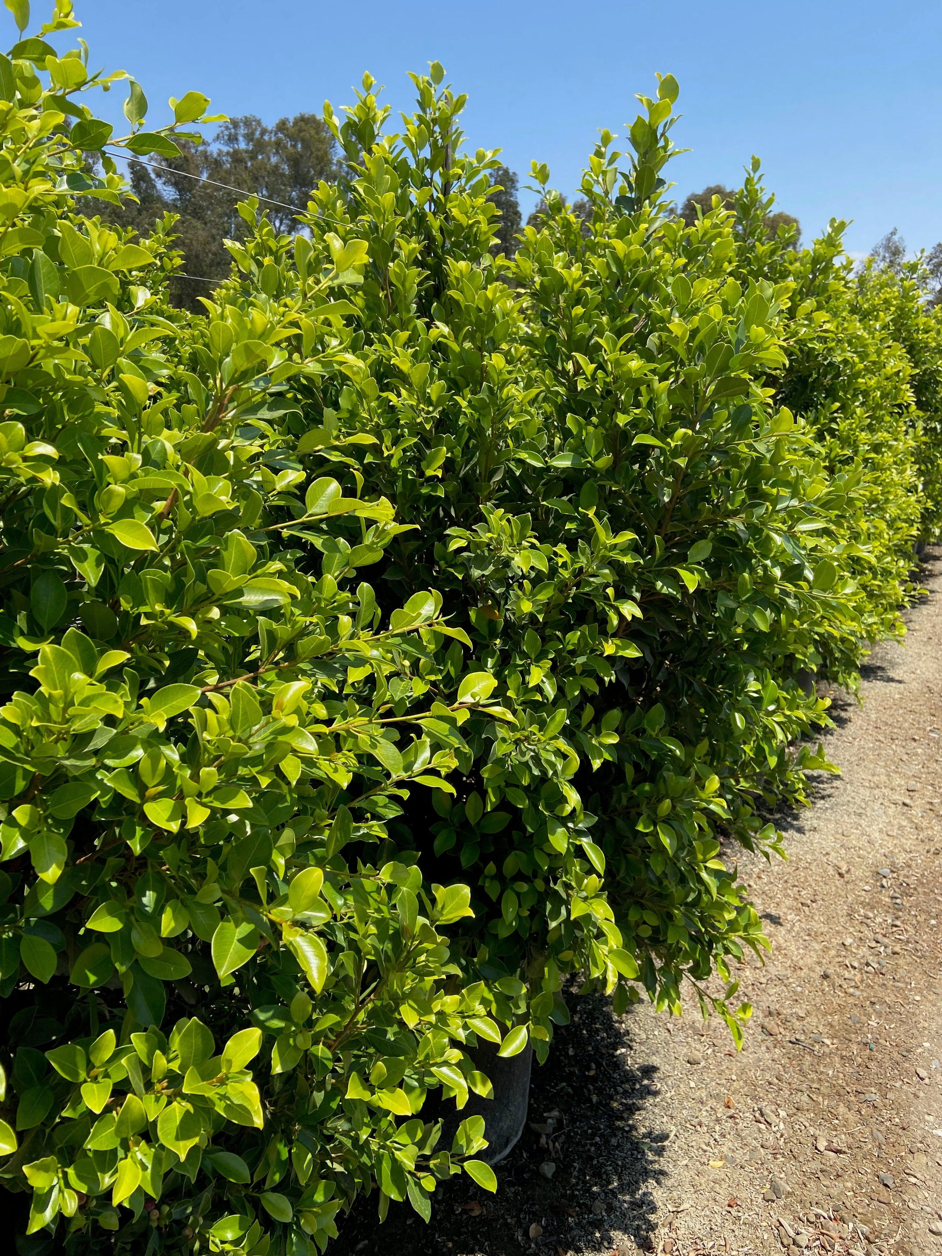 Laurel Hedging For Sale
